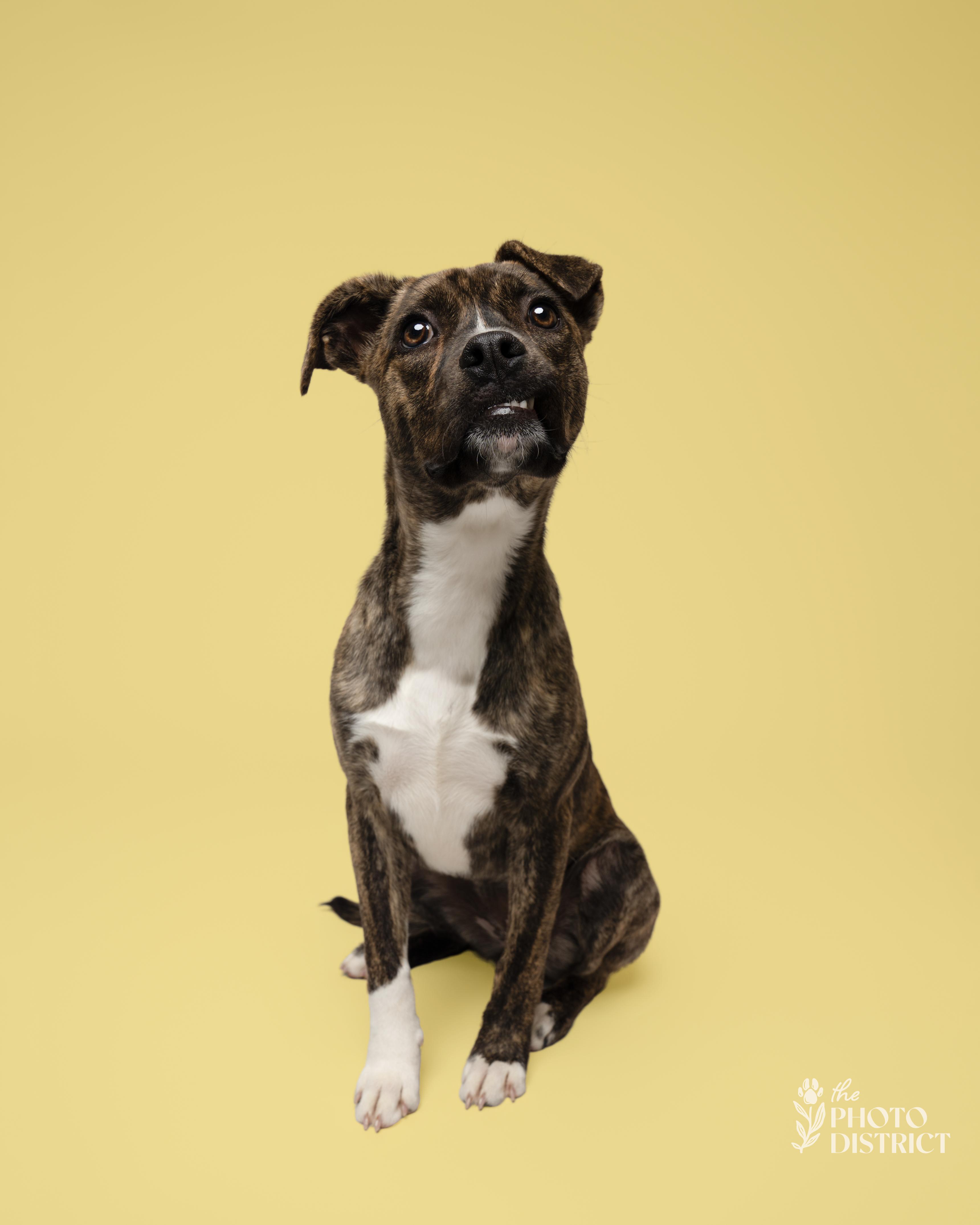 Enlarge Panini, a Adoptable mixed breed in Winnabow, NC image 2/5