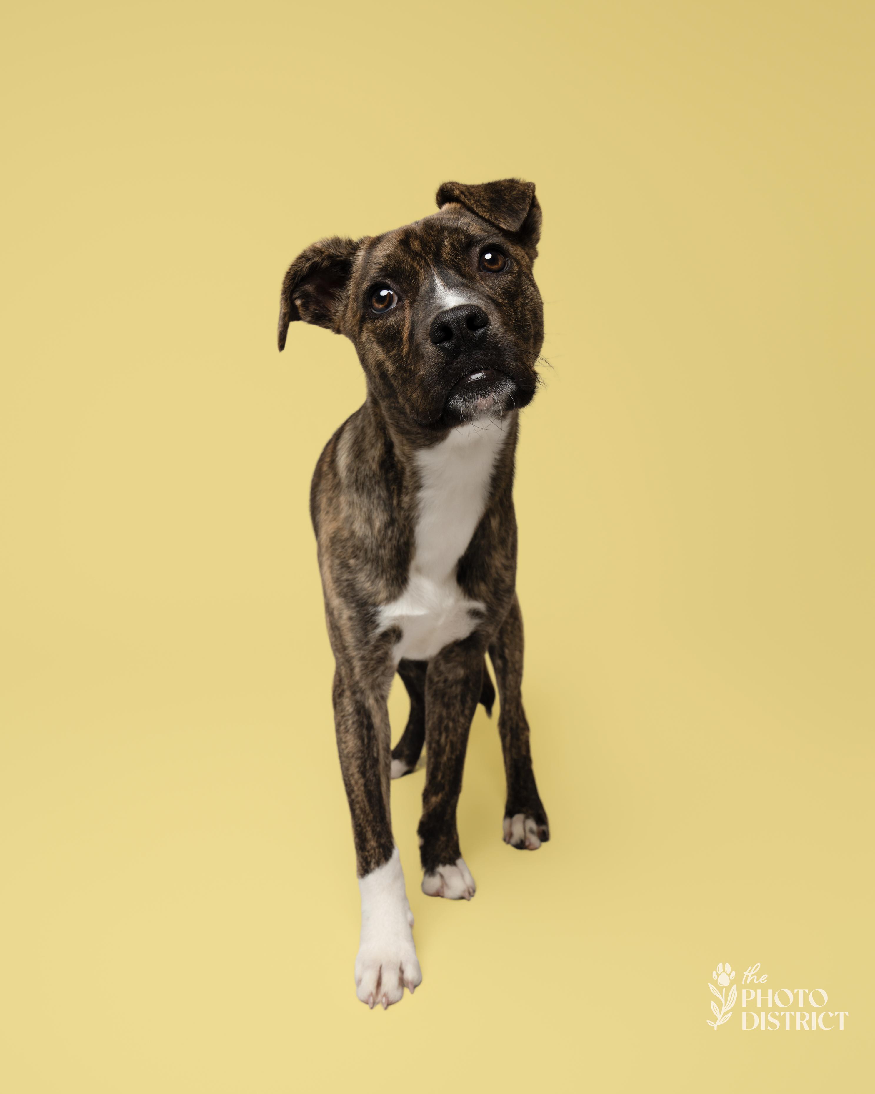 Enlarge Panini, a Adoptable mixed breed in Winnabow, NC image 3/5
