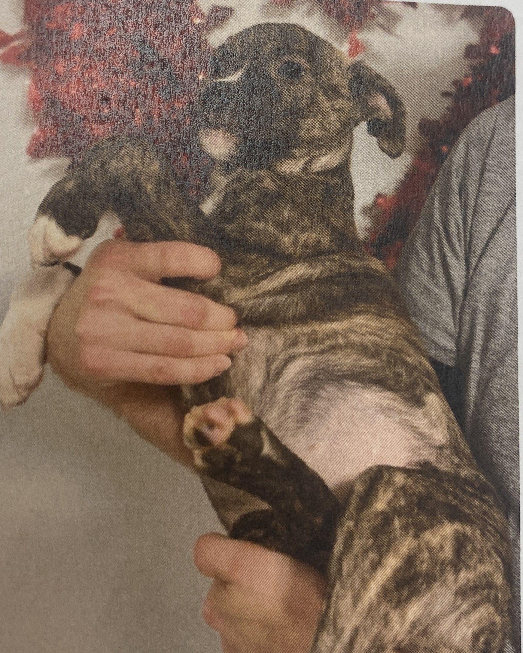 Enlarge Panini, a Adoptable mixed breed in Winnabow, NC image 2/2