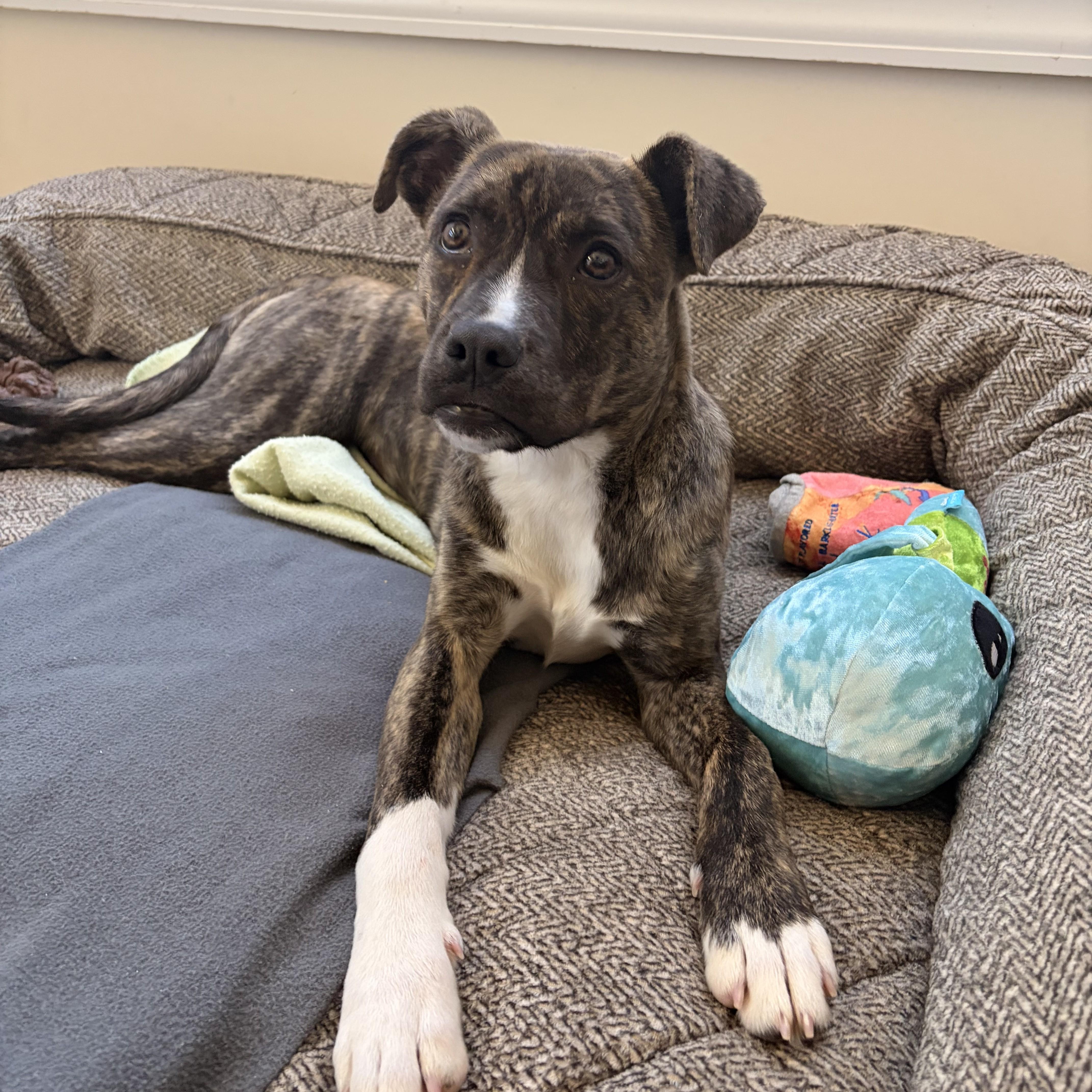 Enlarge Panini, a Adoptable mixed breed in Winnabow, NC image 5/5