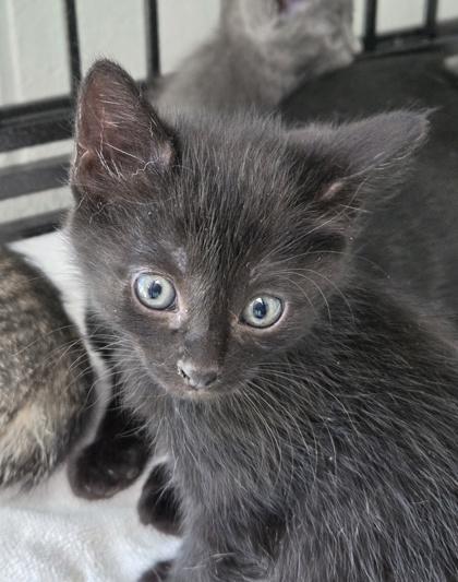 Enlarge Patience Waverly, a Adoptable mixed breed in West Memphis, AR image 1/1
