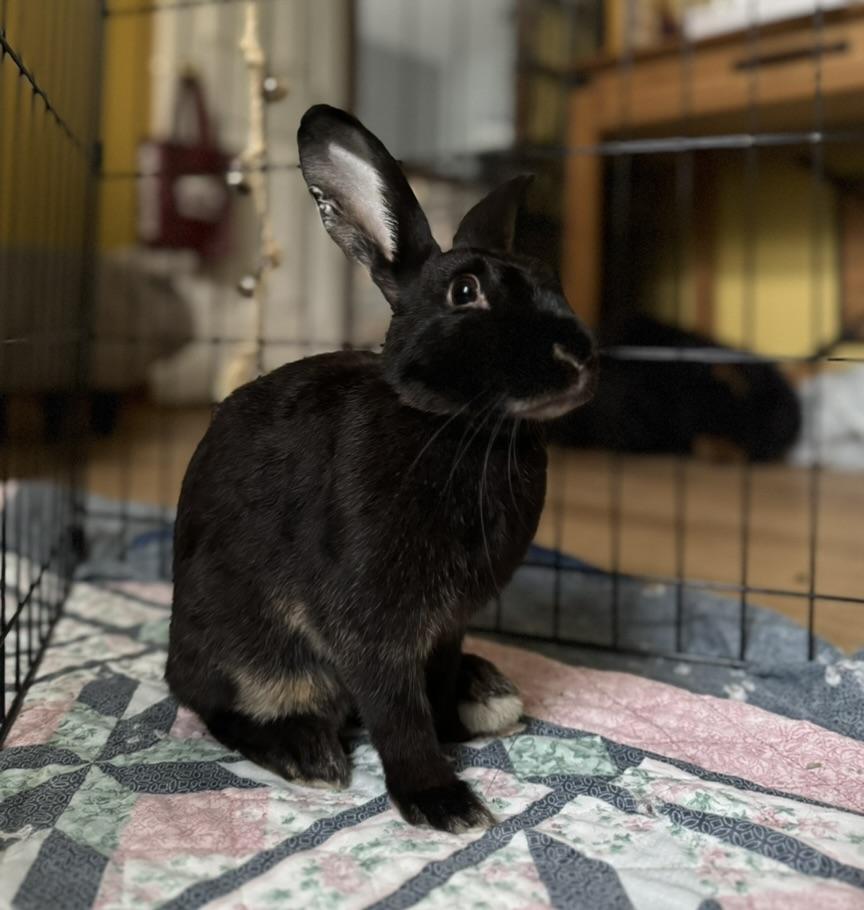 Nori, Adopted, Young Female Belgian Hare.