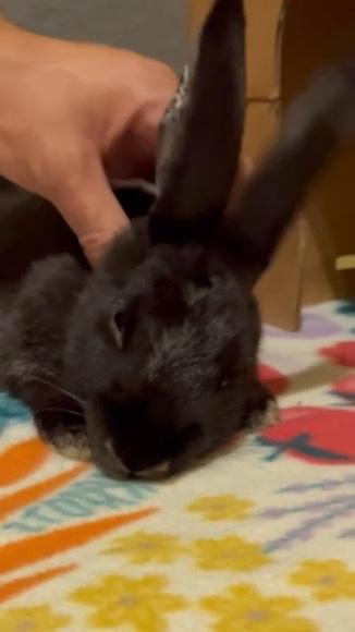 Enlarge Nori, a Adopted mixed breed in Naperville, IL image 4/5