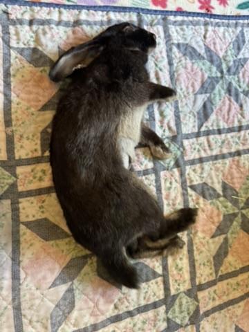 Enlarge Nori, a Adopted mixed breed in Naperville, IL image 5/5