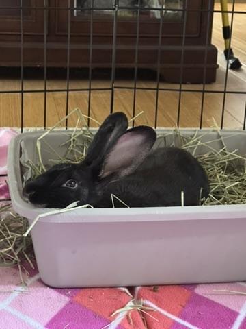 Enlarge Nori, a Adopted mixed breed in Naperville, IL image 3/5