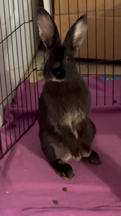 Enlarge Nori, a Adopted mixed breed in Naperville, IL video 2/5