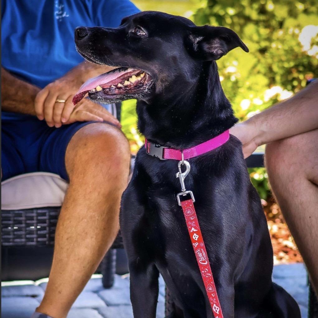 Gemma, Adoptable, Adult Female Mixed Breed.