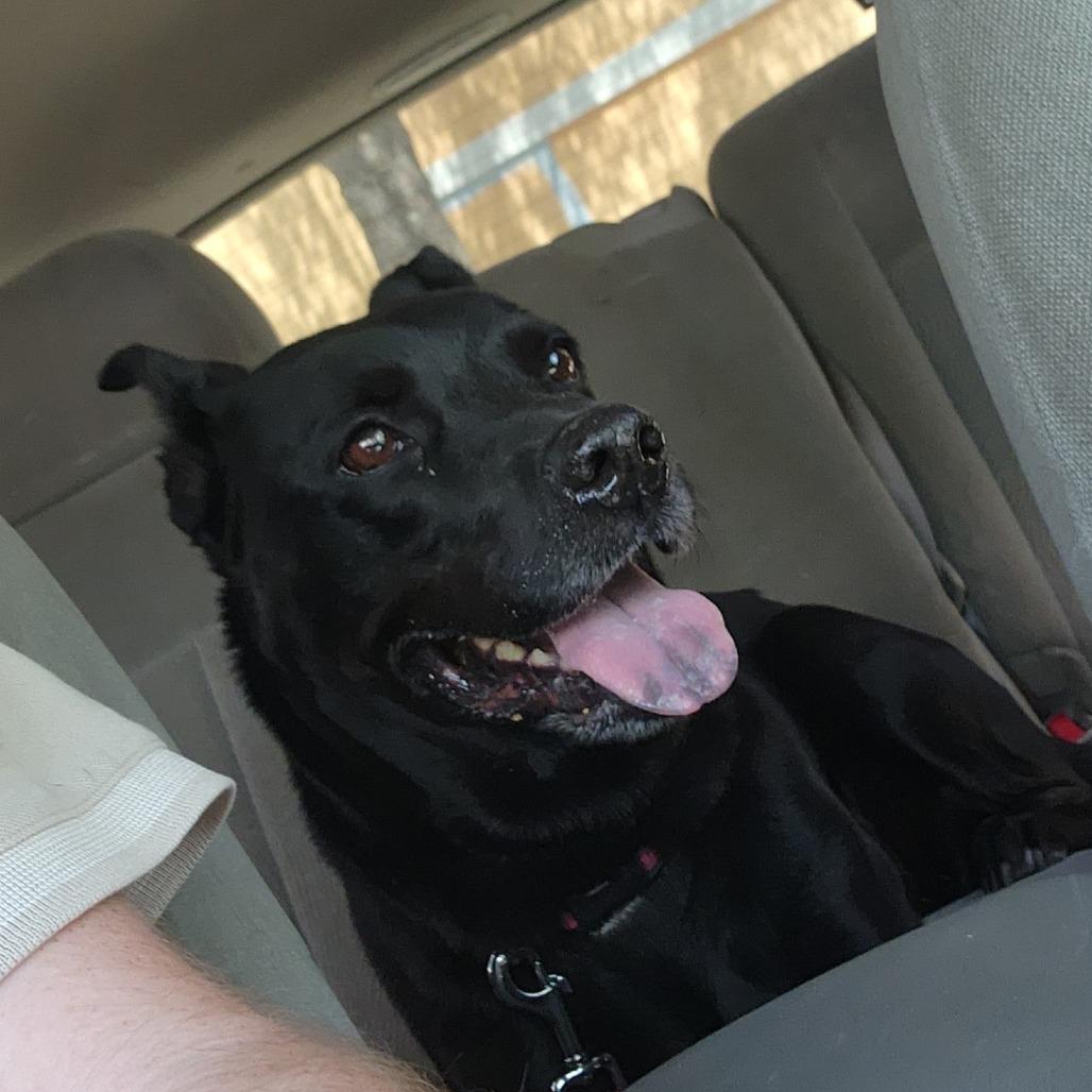 Enlarge Gemma, a Adoptable Mixed Breed in Gainesville, FL image 1/3