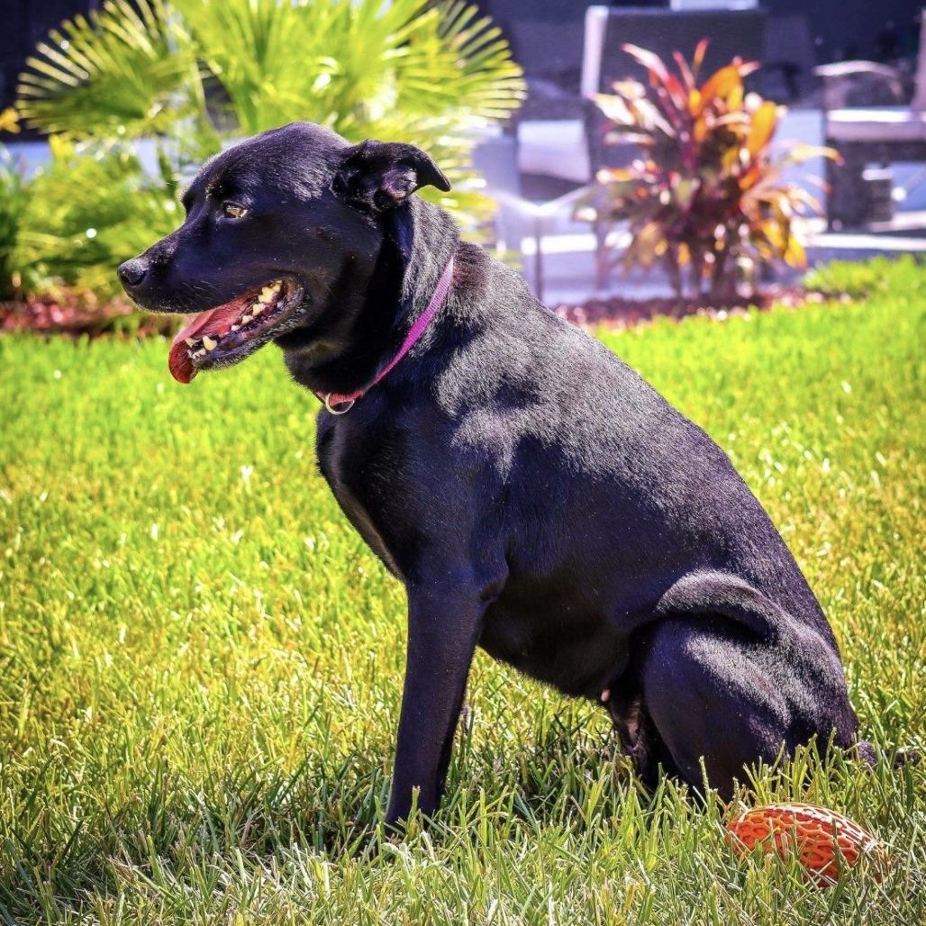 Gemma, a Adoptable Mixed Breed in Gainesville, FL image 3/6