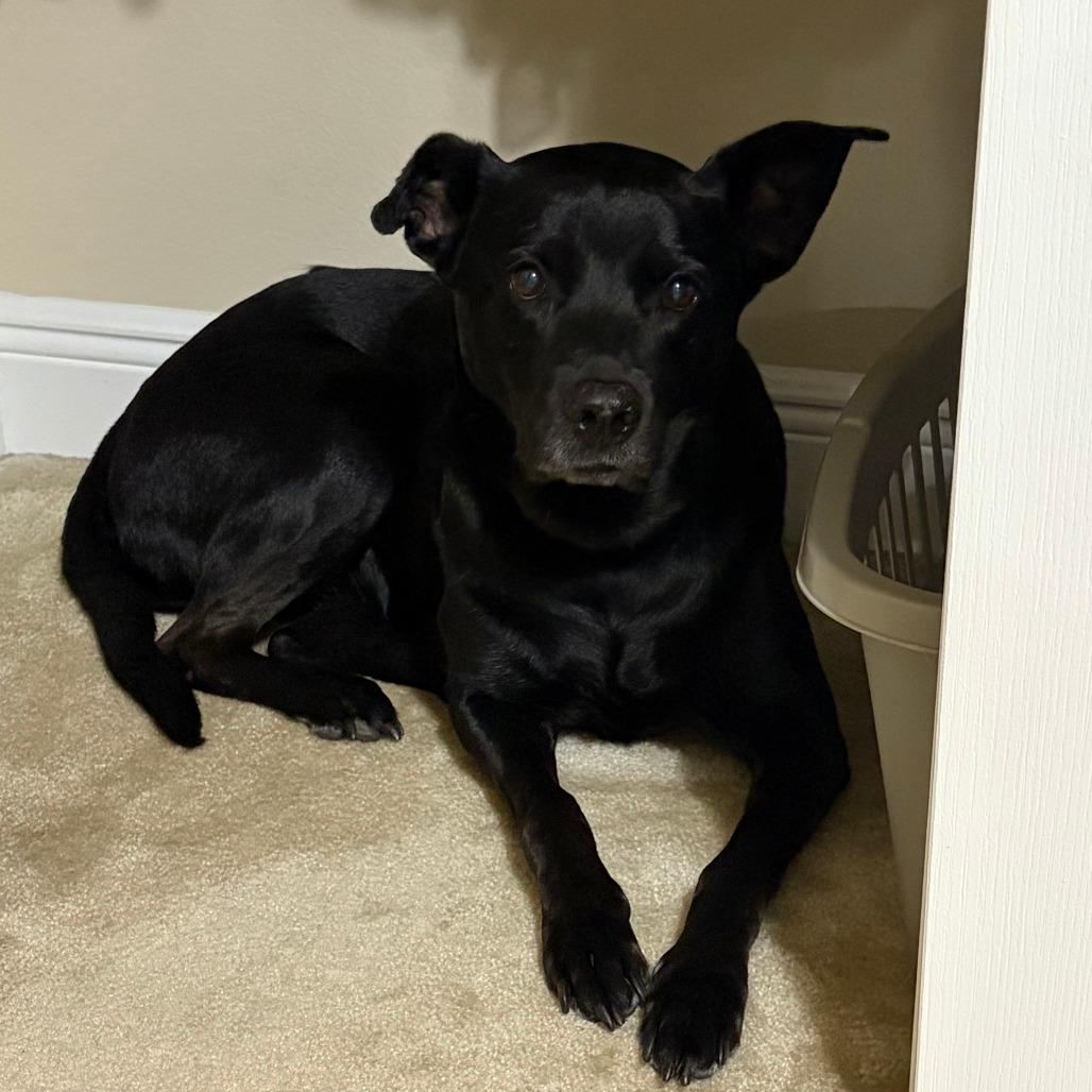 Enlarge Gemma, a Adoptable Mixed Breed in Gainesville, FL image 2/3