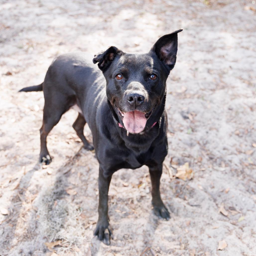 Enlarge Gemma, a Adoptable Mixed Breed in Gainesville, FL image 3/3
