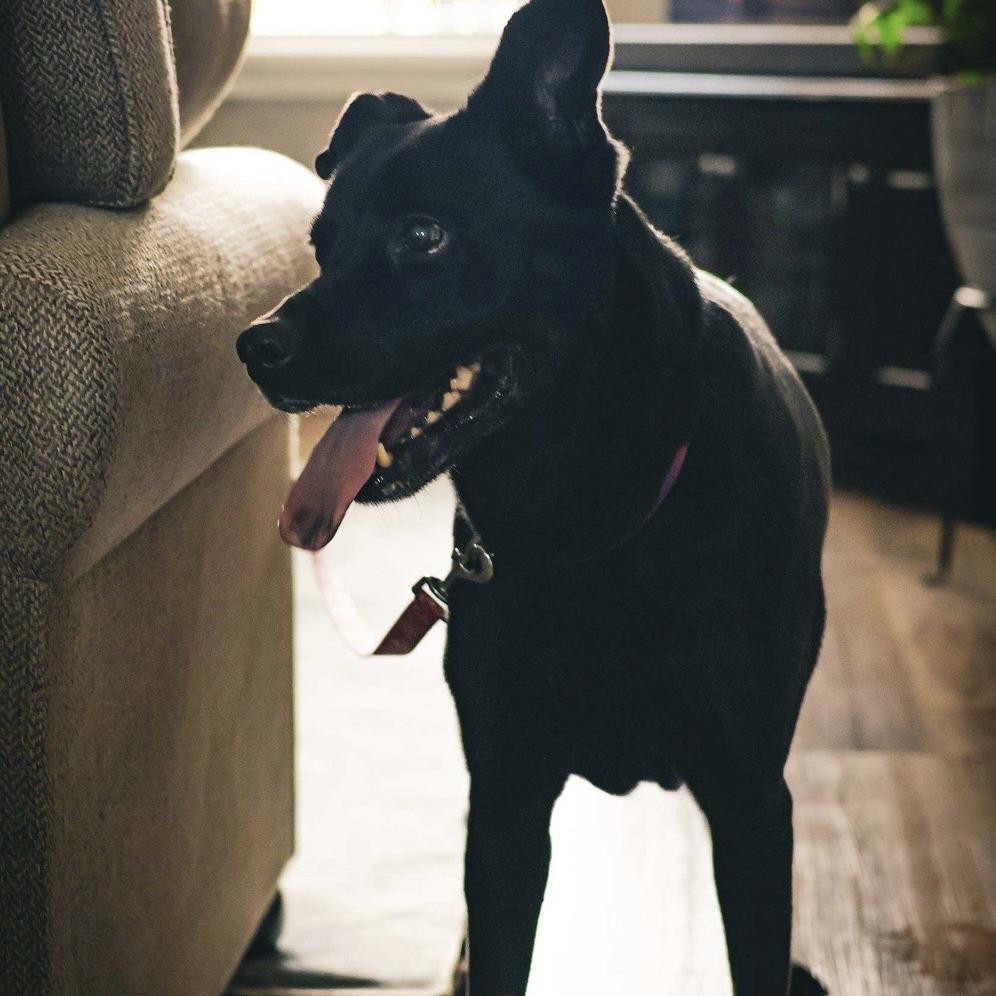 Gemma, a Adoptable Mixed Breed in Gainesville, FL image 6/6