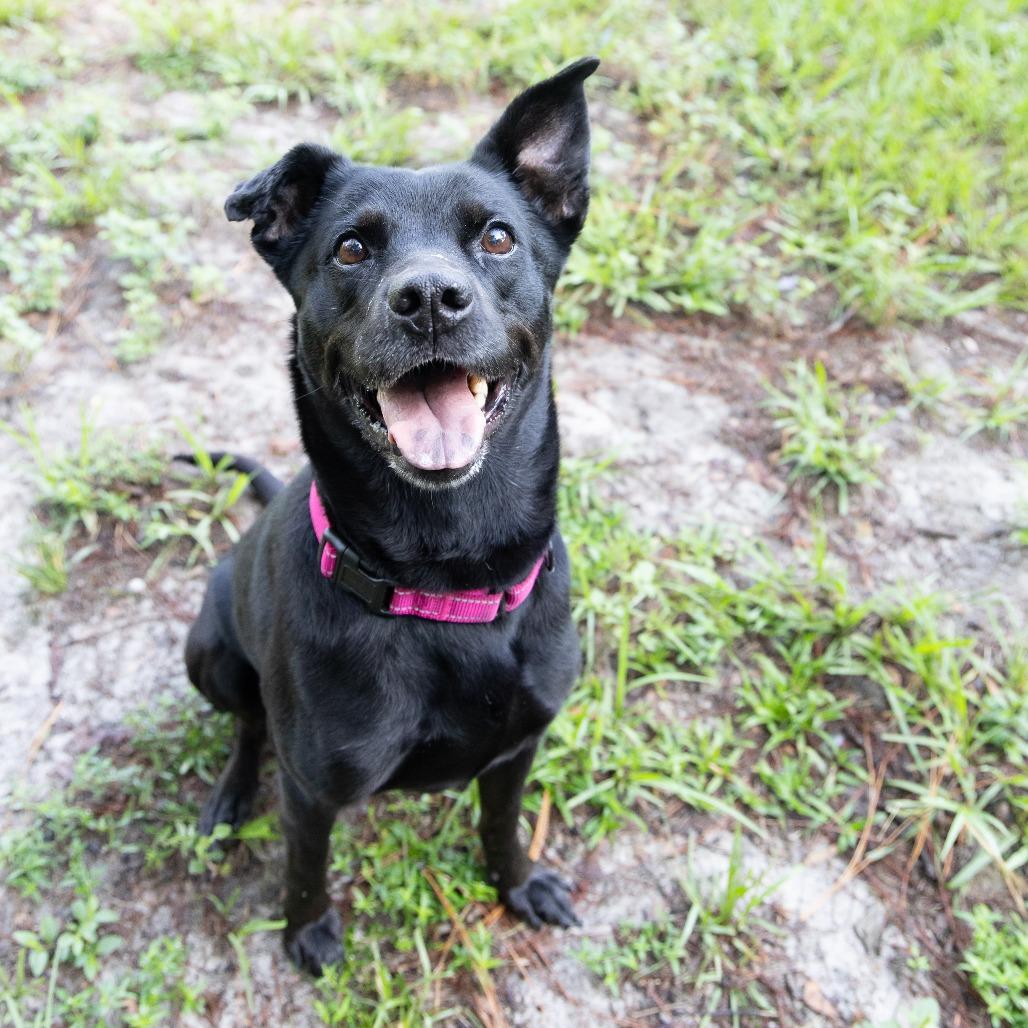 Enlarge Gemma, a Adoptable Mixed Breed in Gainesville, FL image 6/6