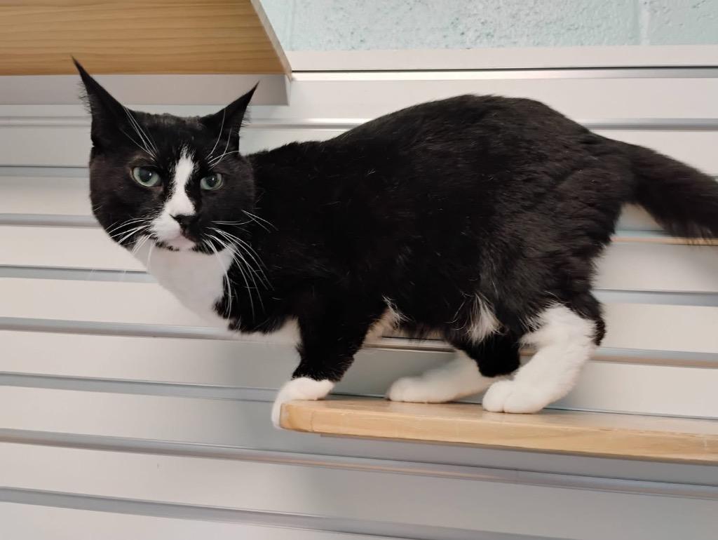 Blaze, Adoptable, Senior Male Domestic Short Hair.