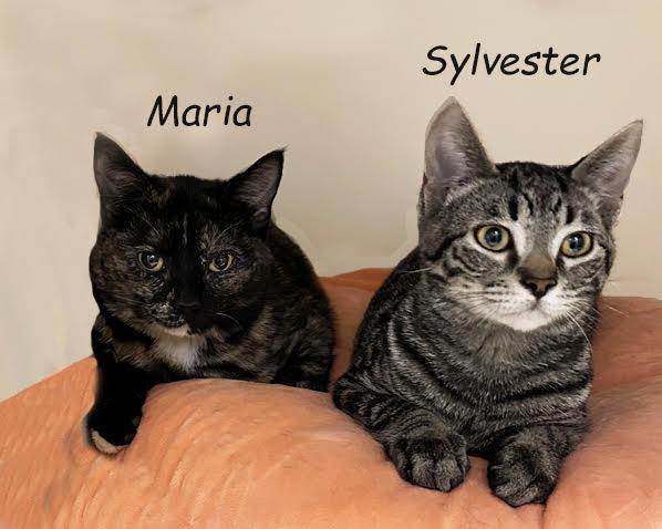 Enlarge Maria 0925, an adopted mixed breed in West Bloomfield, MI image 2/2