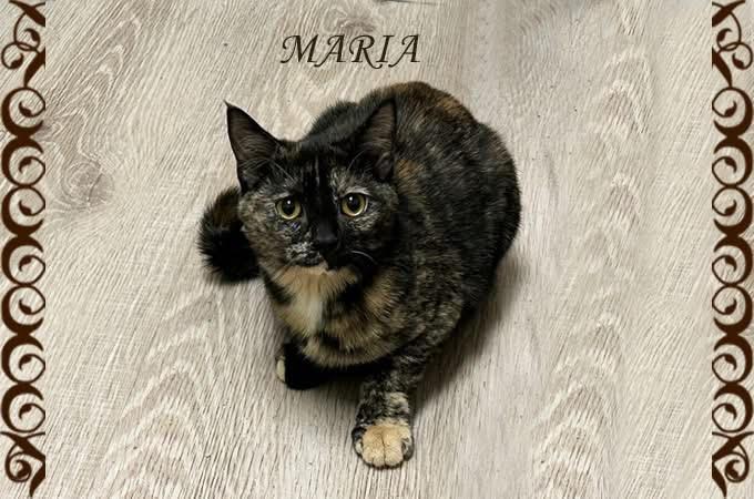 Enlarge Maria 0925, an adopted mixed breed in West Bloomfield, MI image 1/2