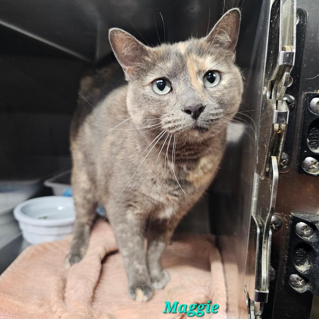 Enlarge Maggie, a Adoptable Domestic Short Hair in mount vernon, AR image 1/1