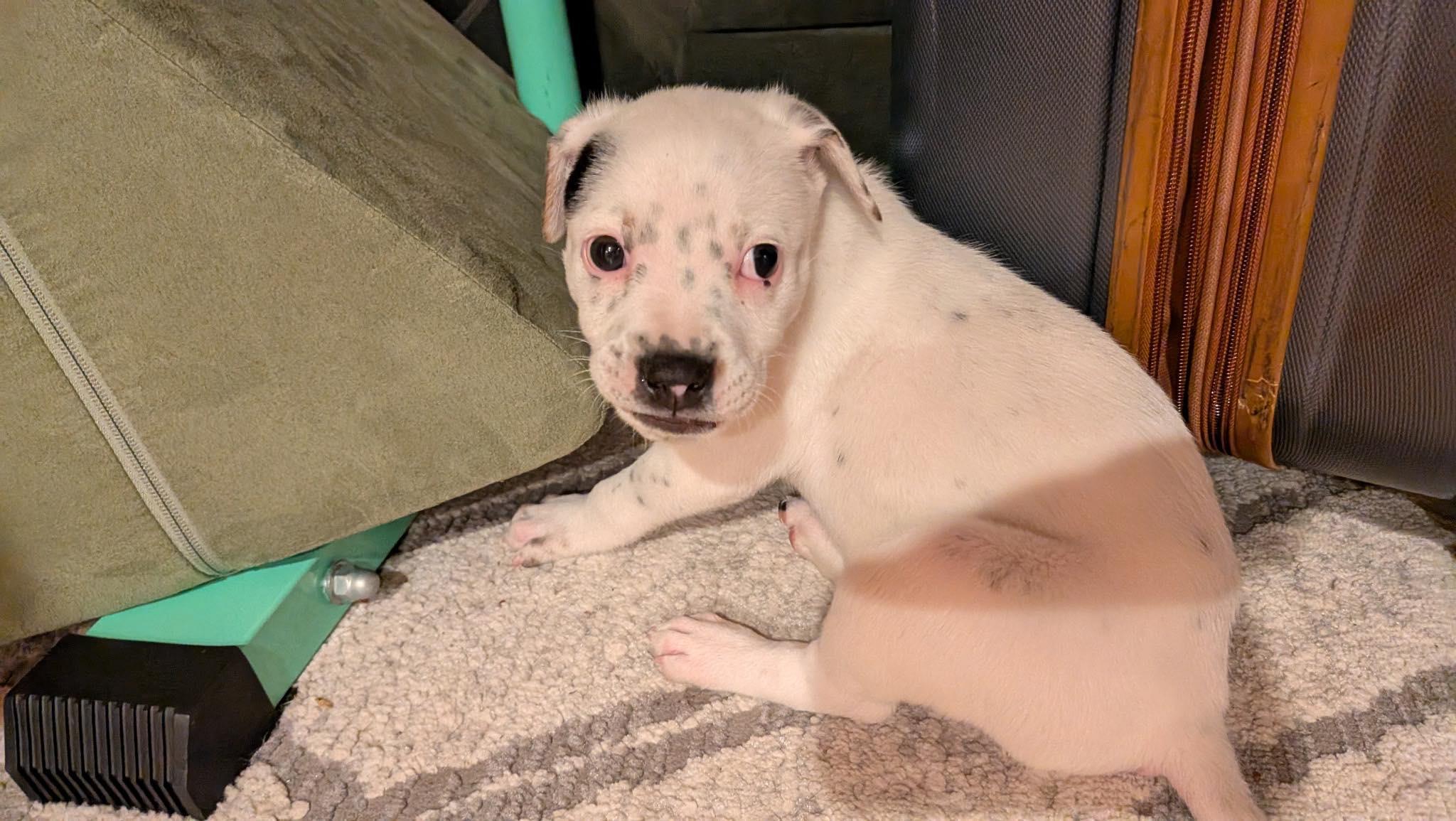 Enlarge Bowie, a Adopted mixed breed in mcminnville, OR image 1/6