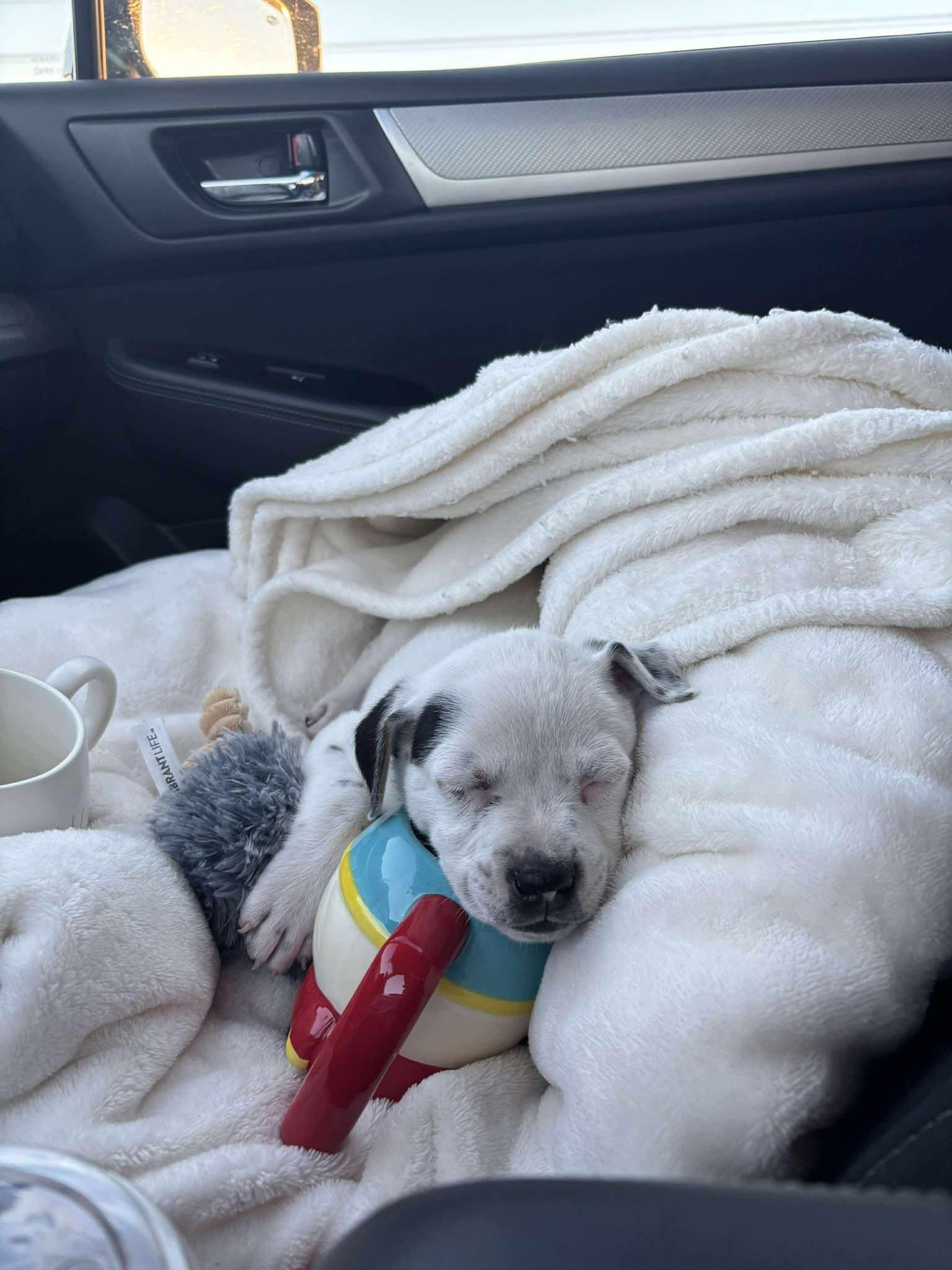 Enlarge Bowie, a Adopted mixed breed in mcminnville, OR image 2/6