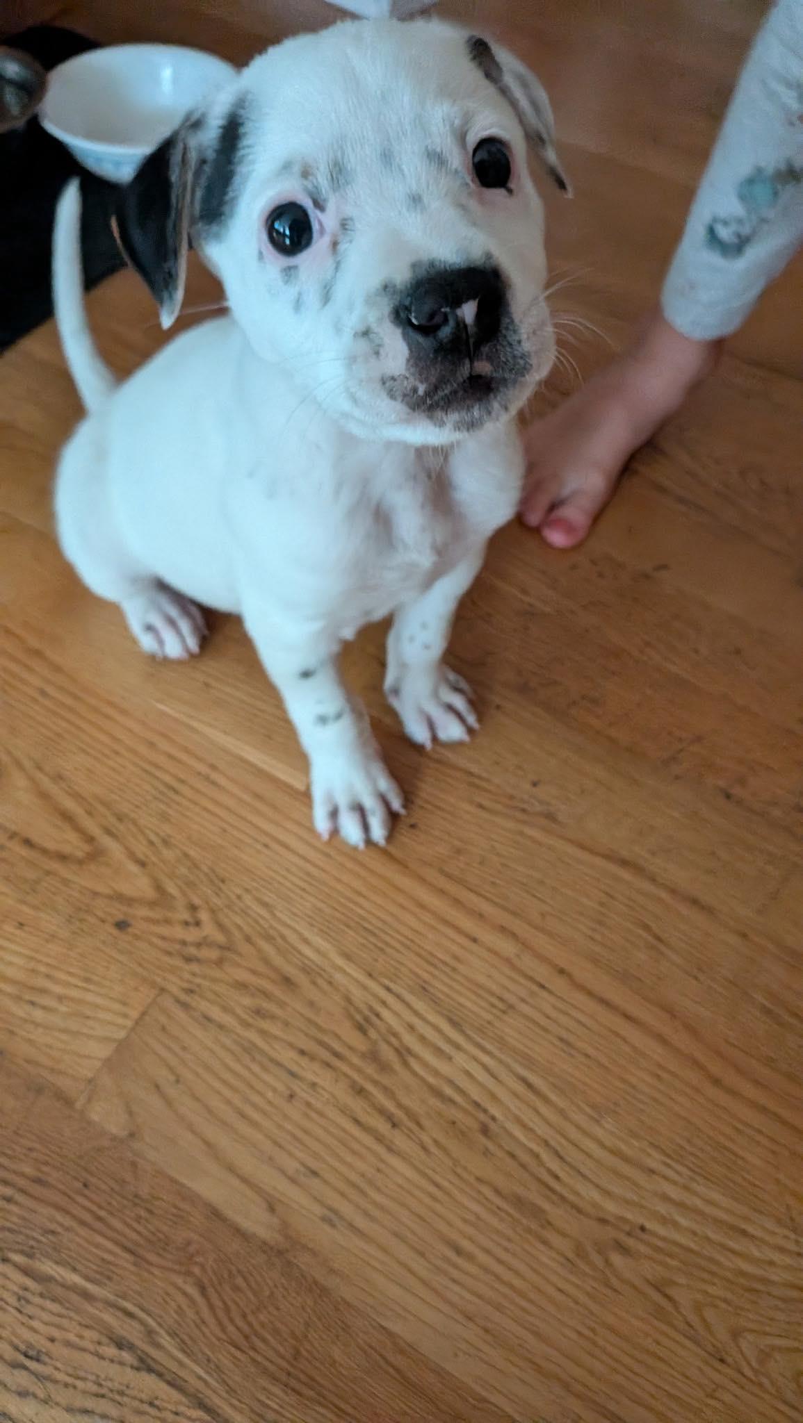 Enlarge Bowie, a Adopted mixed breed in mcminnville, OR image 3/6