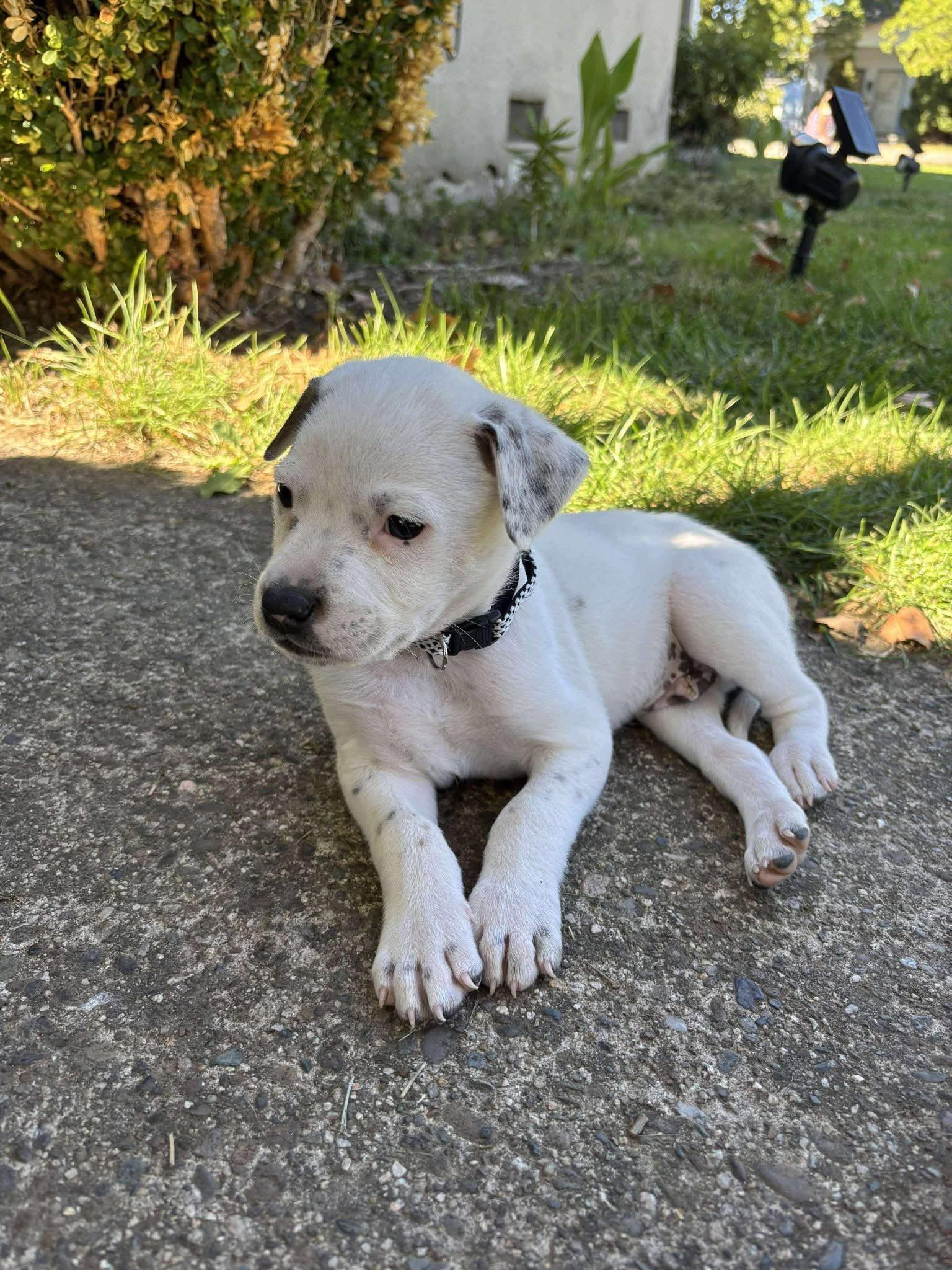 Enlarge Bowie, a Adopted mixed breed in mcminnville, OR image 4/6