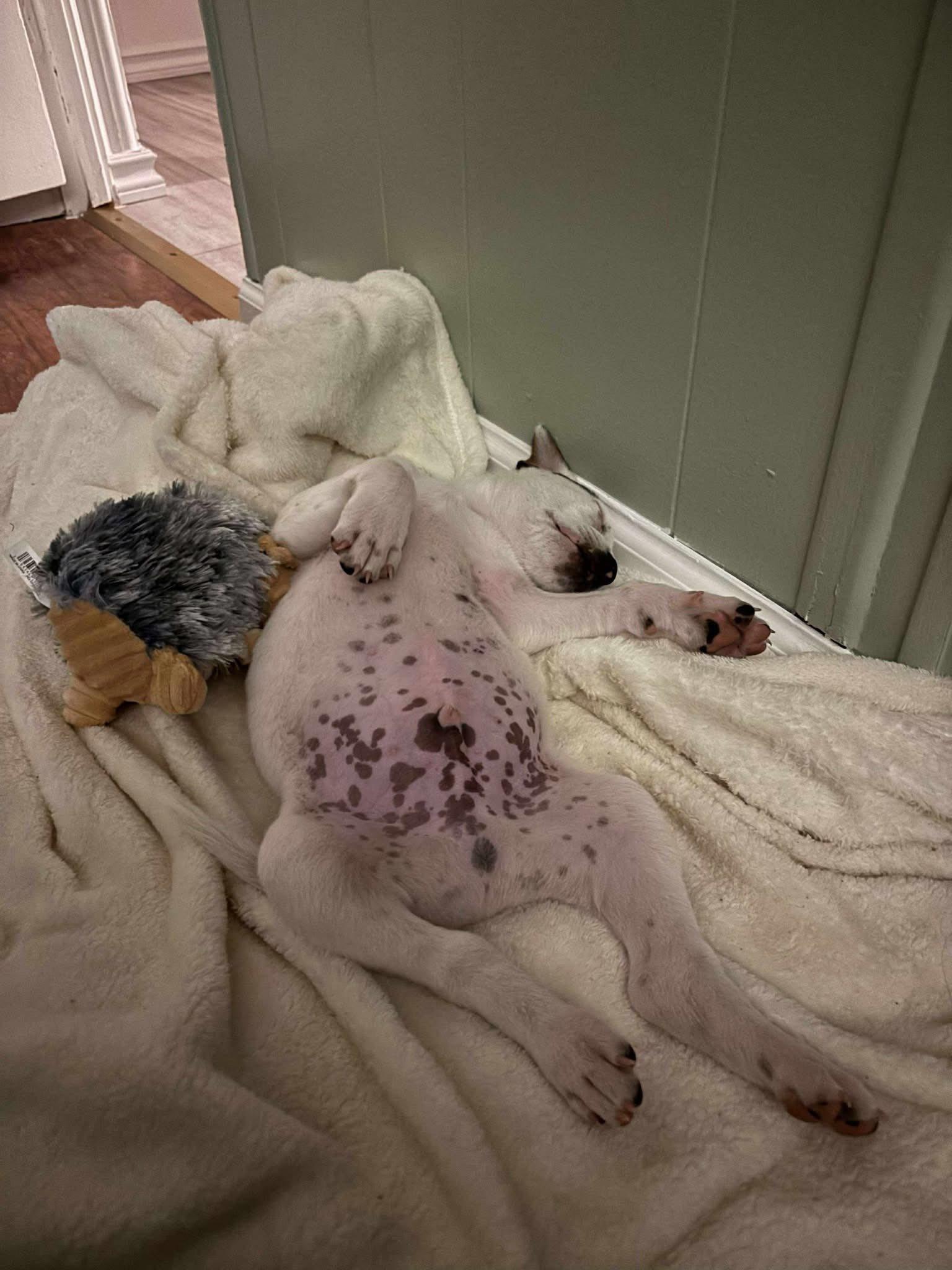 Enlarge Bowie, a Adopted mixed breed in mcminnville, OR image 5/6