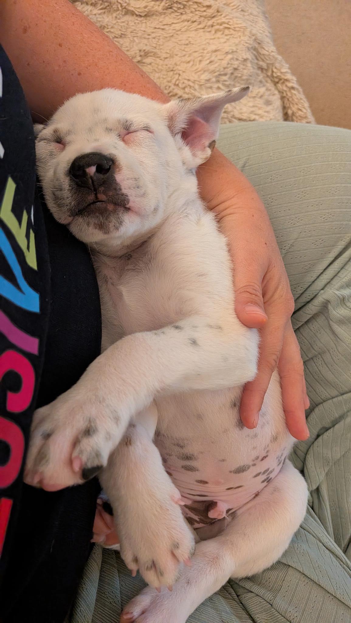 Enlarge Bowie, a Adopted mixed breed in mcminnville, OR image 6/6