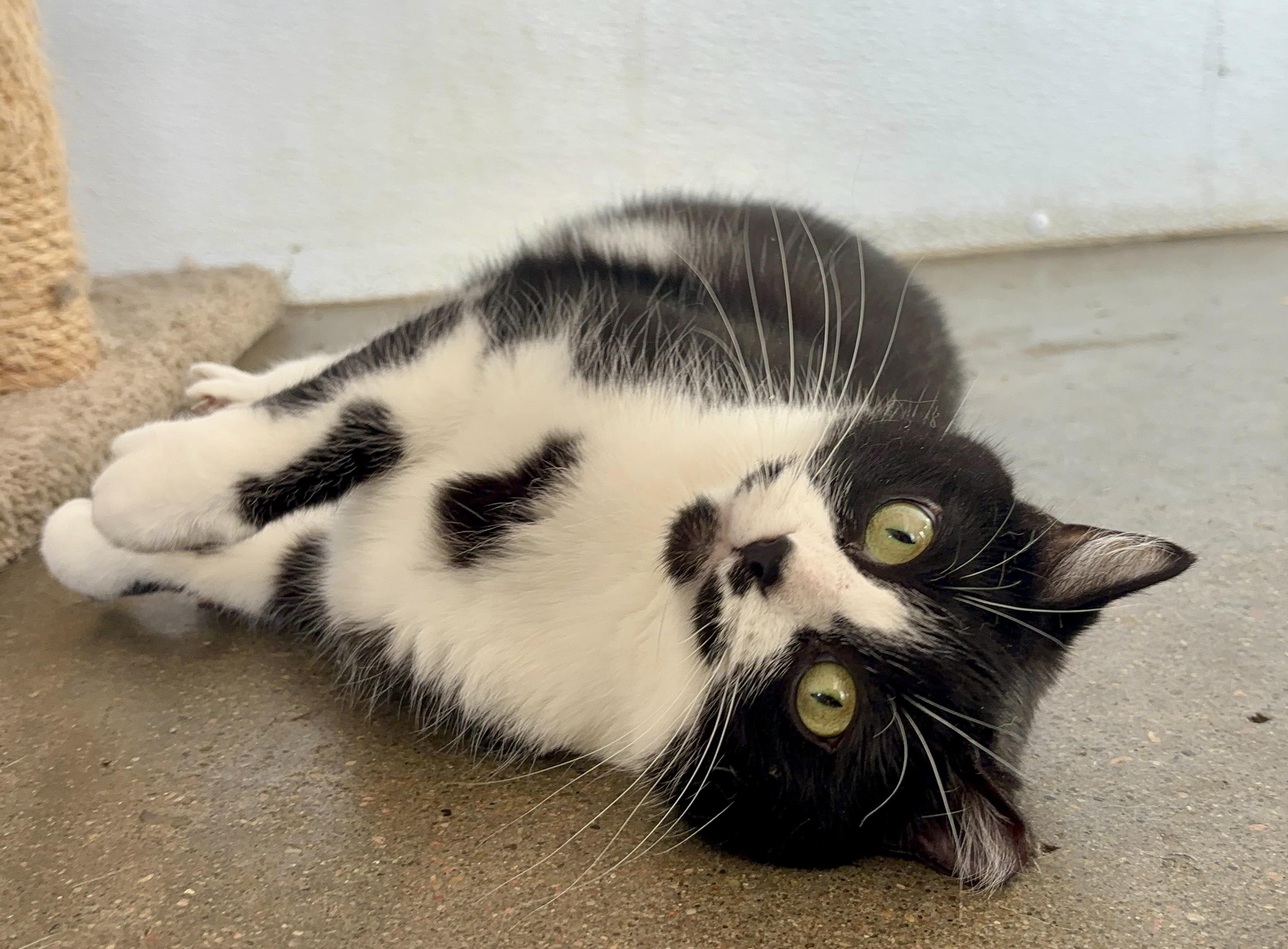 Ruby, adopted, Young Female Domestic Short Hair.