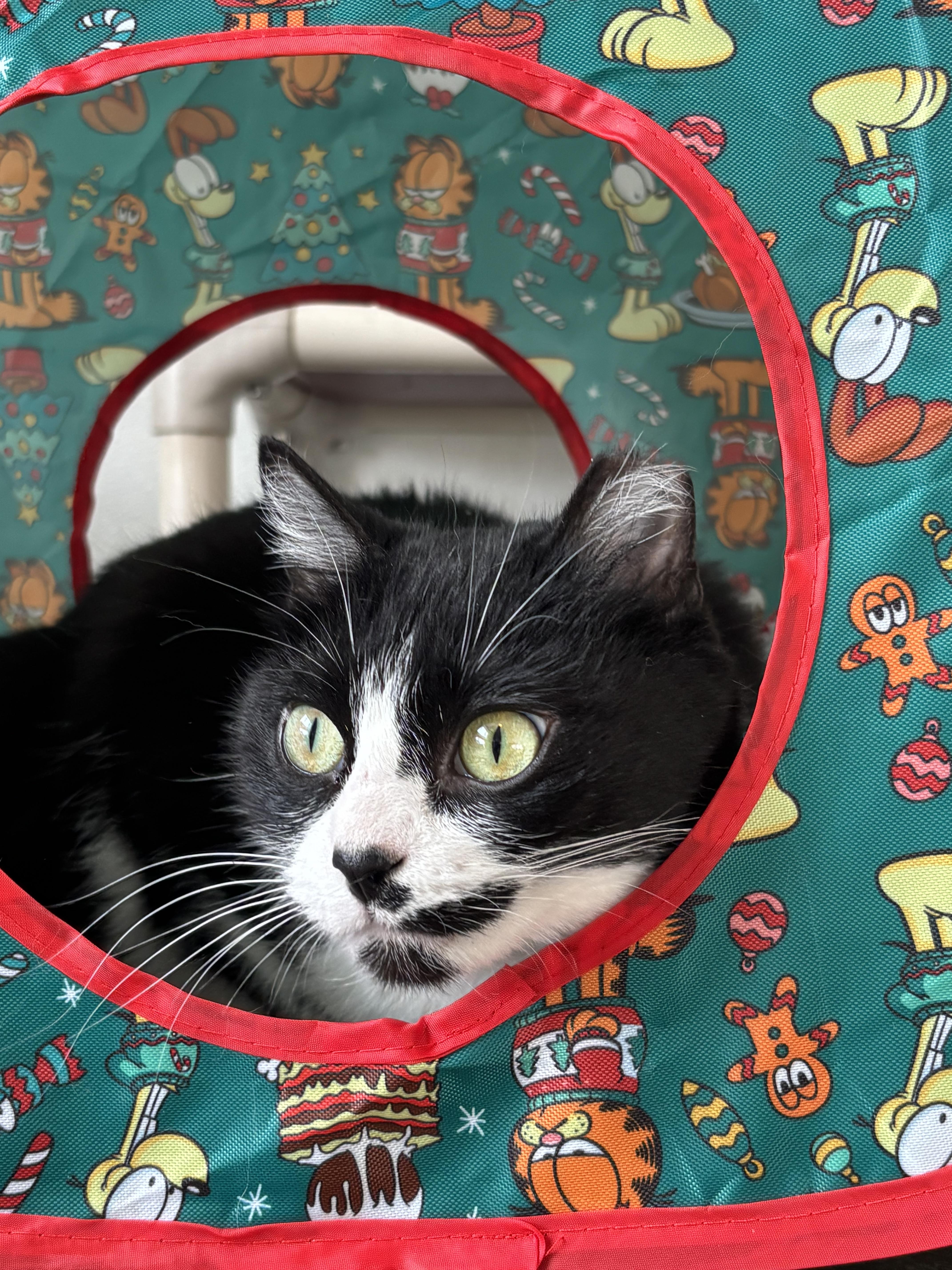 Enlarge Ruby, an adopted Domestic Short Hair in Shenandoah, IA image 2/2