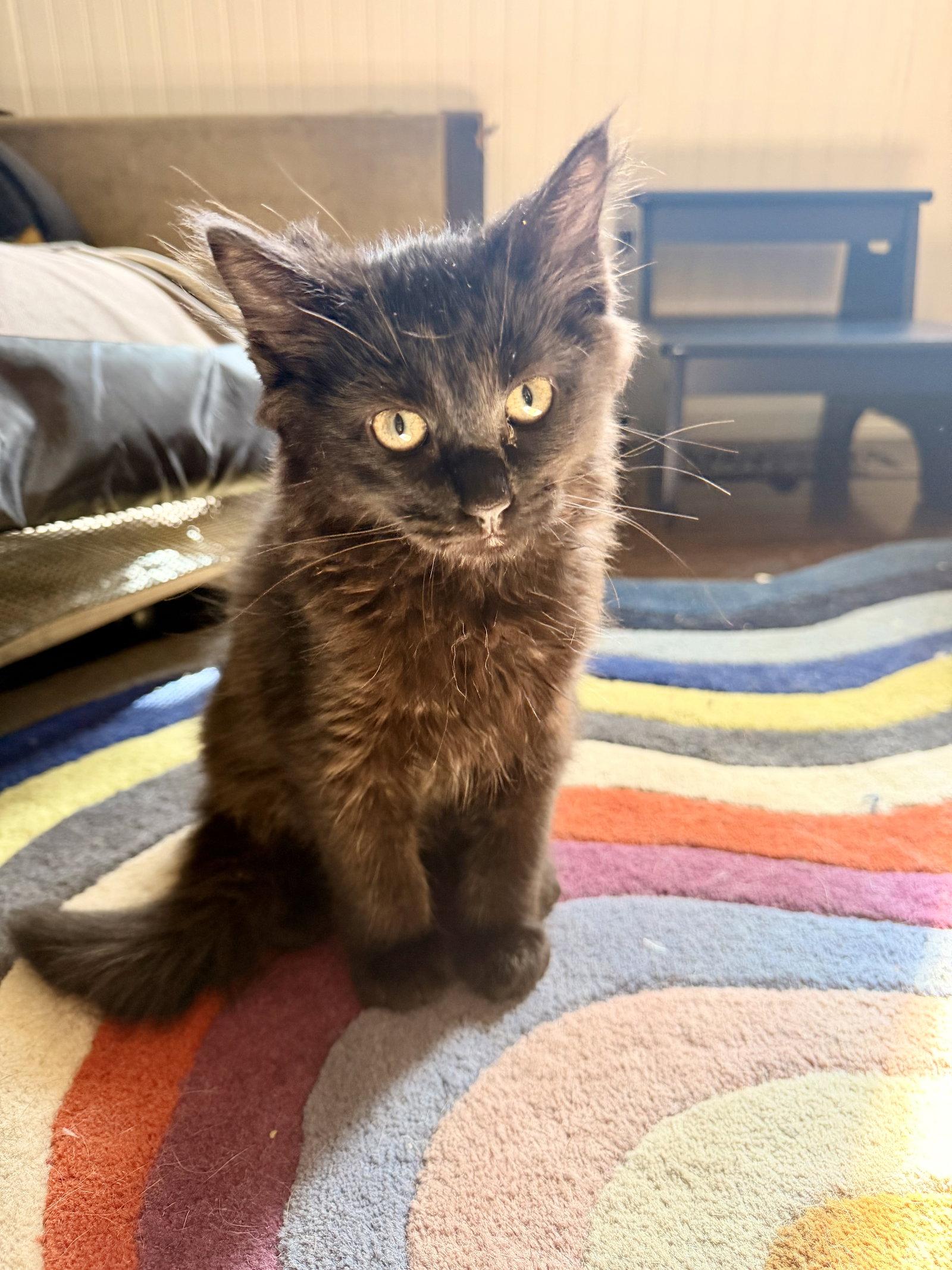 BEURRE NOIR - Foodie Litter - (and siblings), Adopted, Young Male Domestic Medium Hair.