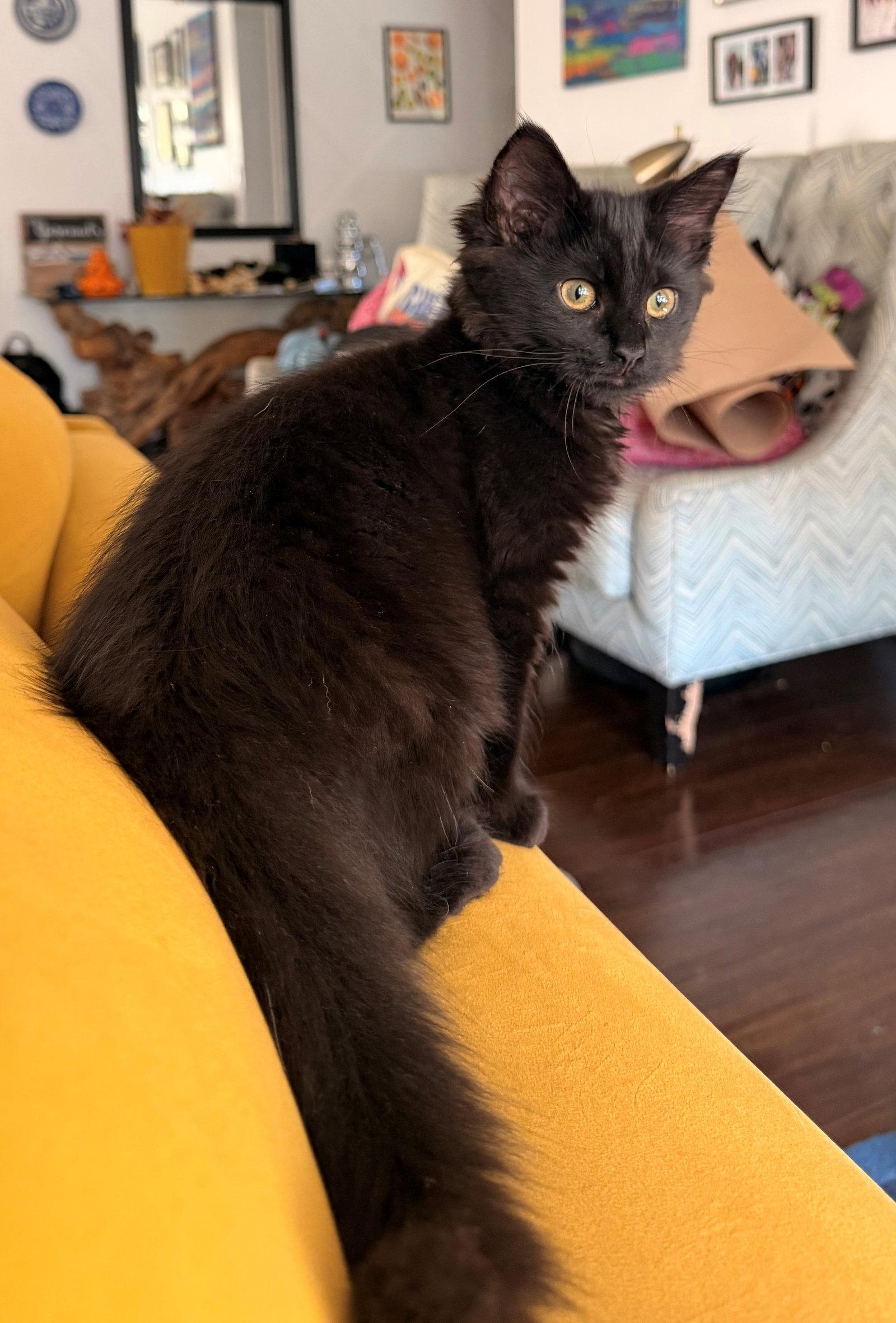 Enlarge BEURRE NOIR - Foodie Litter - (and siblings), a Adopted Domestic Medium Hair in Hillsboro, OR image 2/2