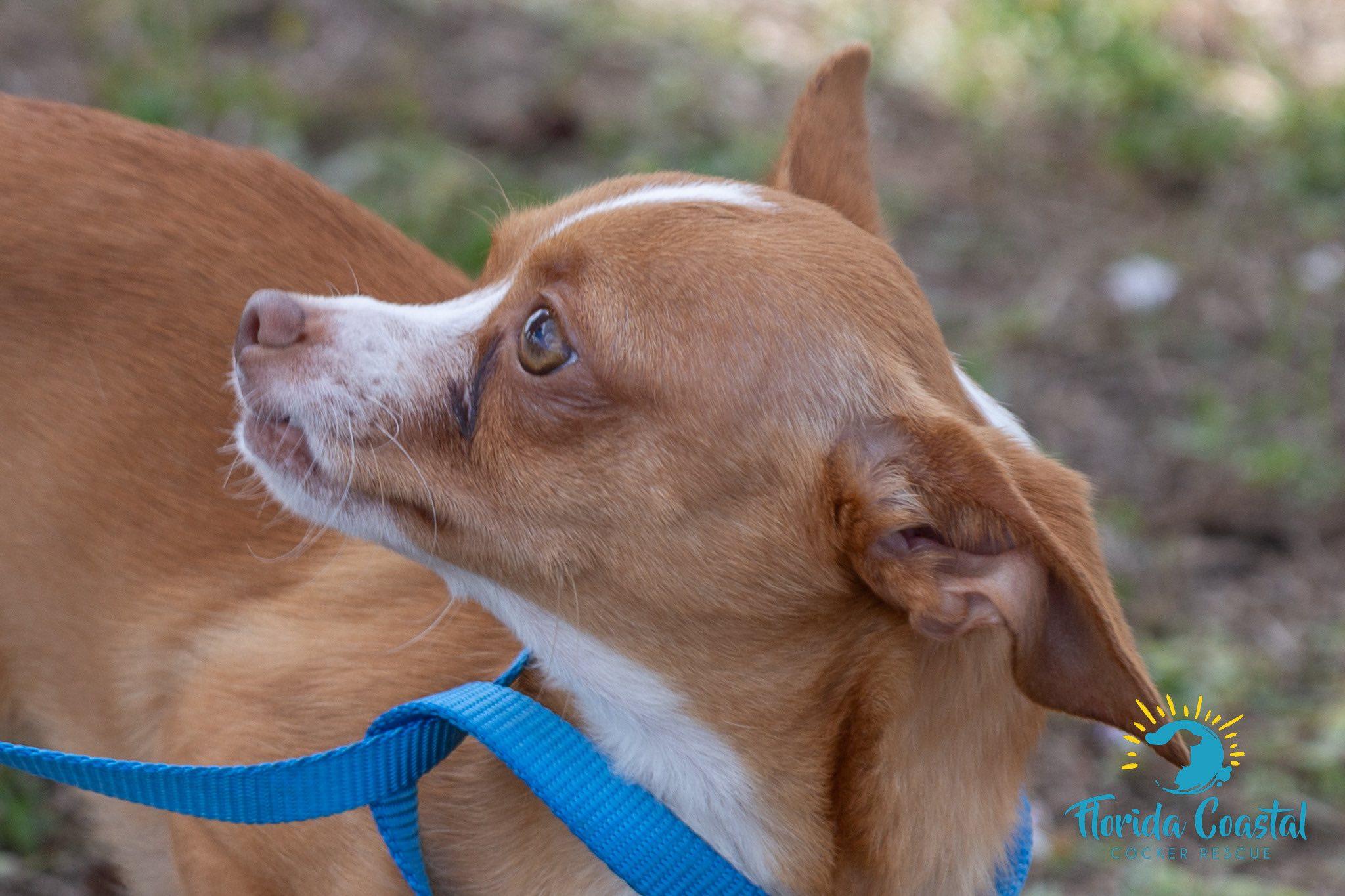 Enlarge Xavier, a Adoptable Chihuahua in Cape Coral, FL image 1/5
