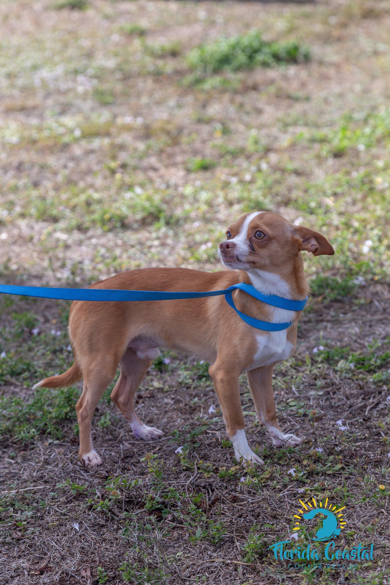 Enlarge Xavier, a Adoptable Chihuahua in Cape Coral, FL image 2/5