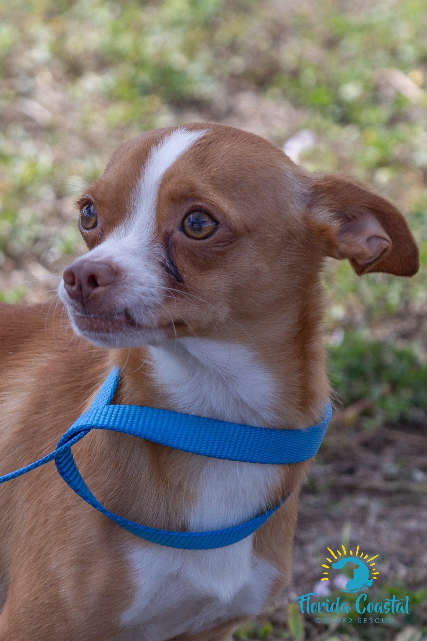 Enlarge Xavier, a Adoptable Chihuahua in Cape Coral, FL image 4/5