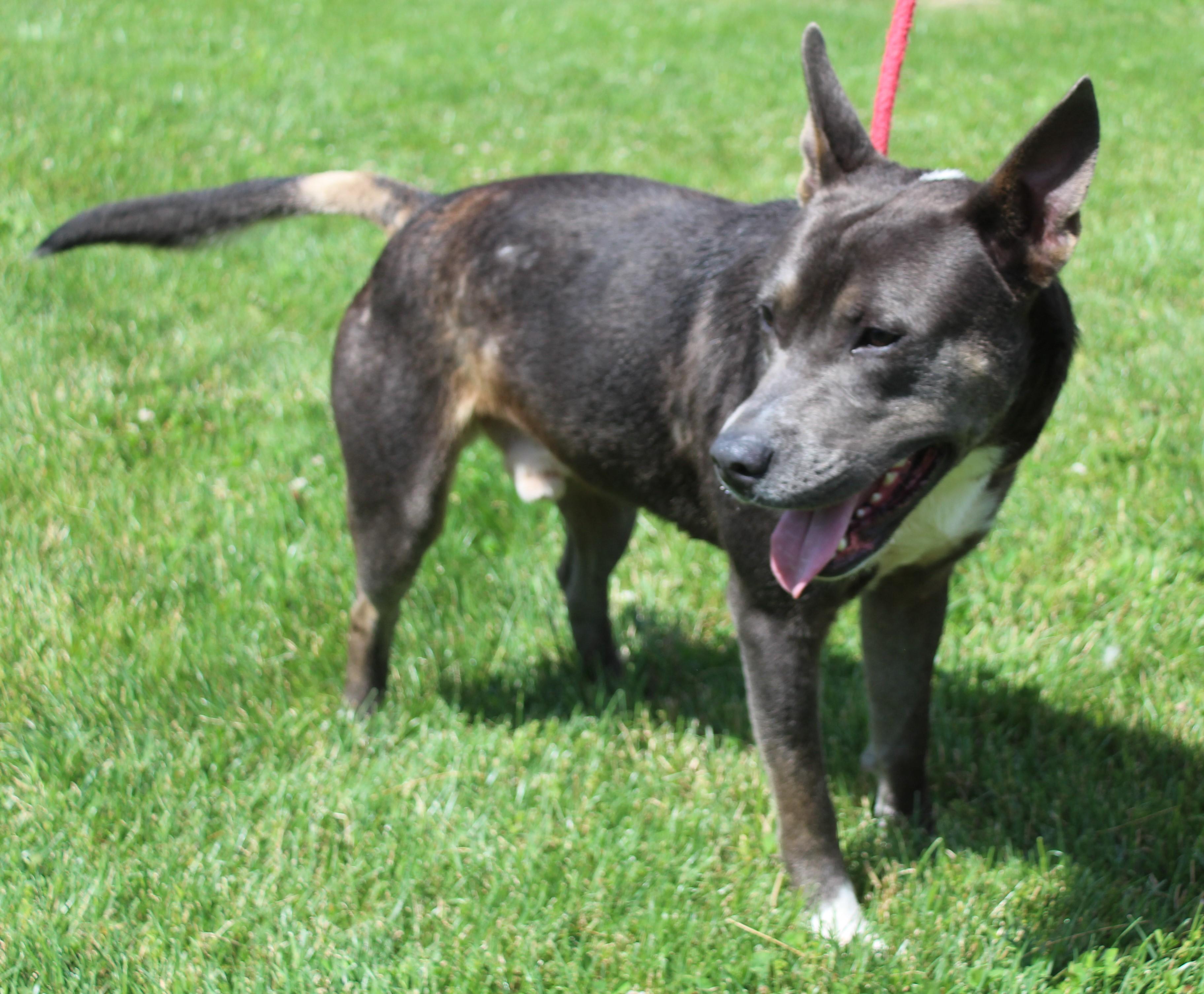 Goose (12010), ADOPTABLE, Adult Male Pit Bull Terrier.