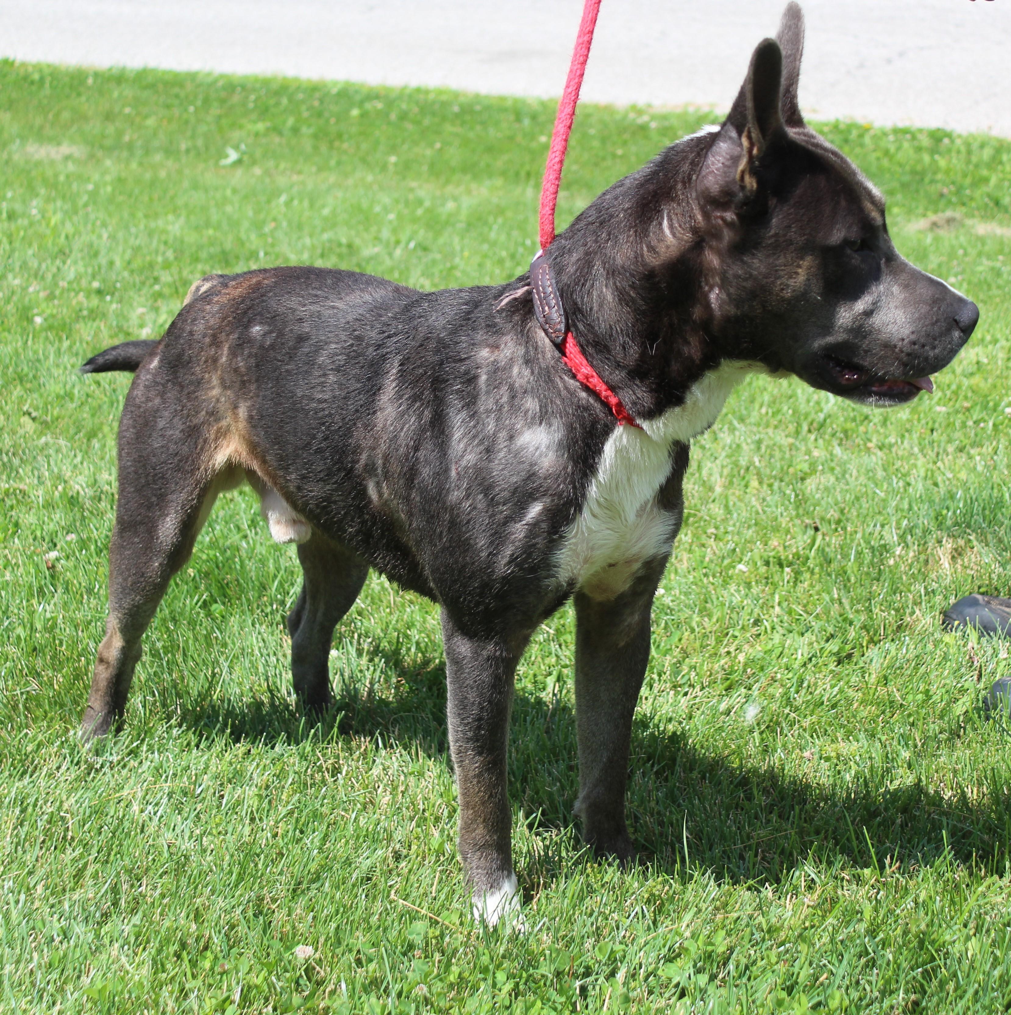 Goose (12010), a ADOPTABLE mixed breed in Heath, OH image 2/2