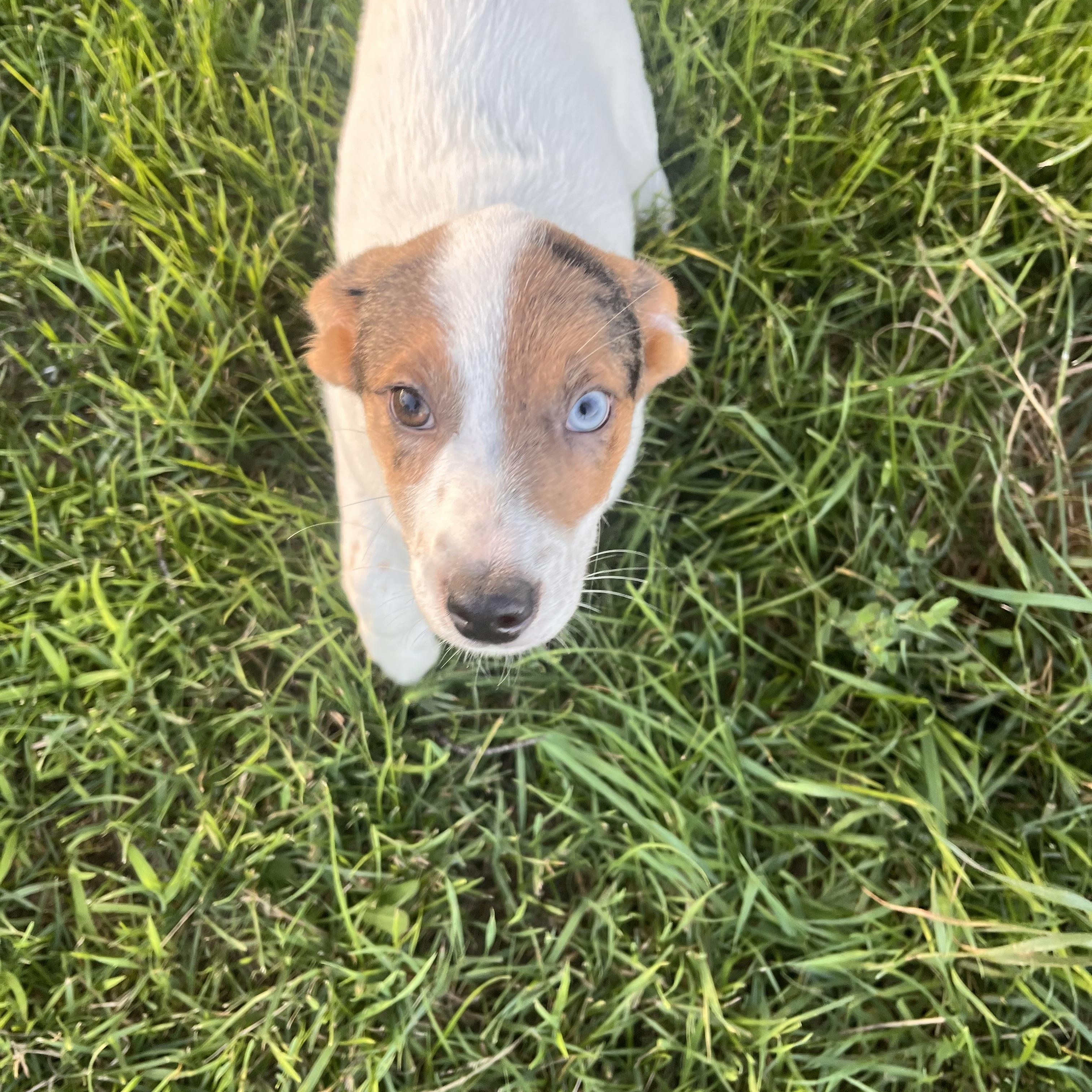 Gracie