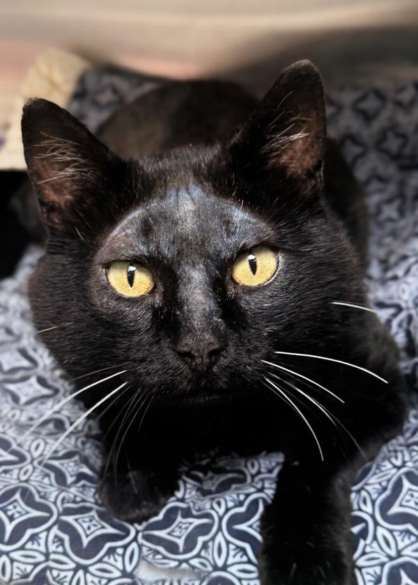Caspian, Adoptable, Adult Male Domestic Short Hair.