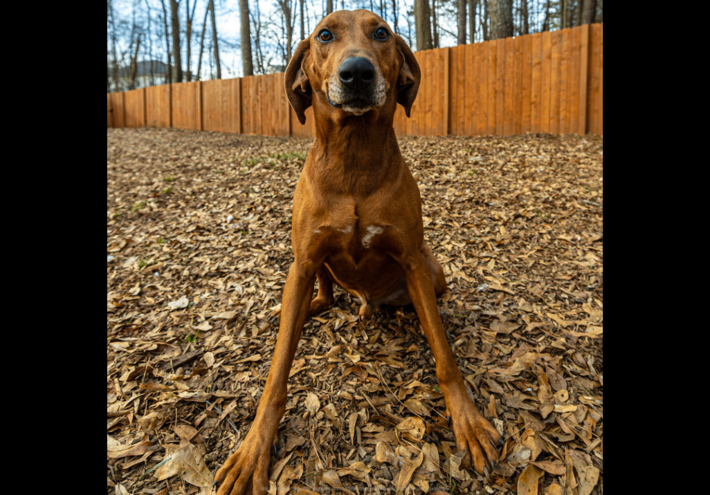 Dog for adoption - Big Sky, a Hound Mix in Decatur, GA Dog for adoption - Big Sky, a Hound Mix in Decatur, GA
