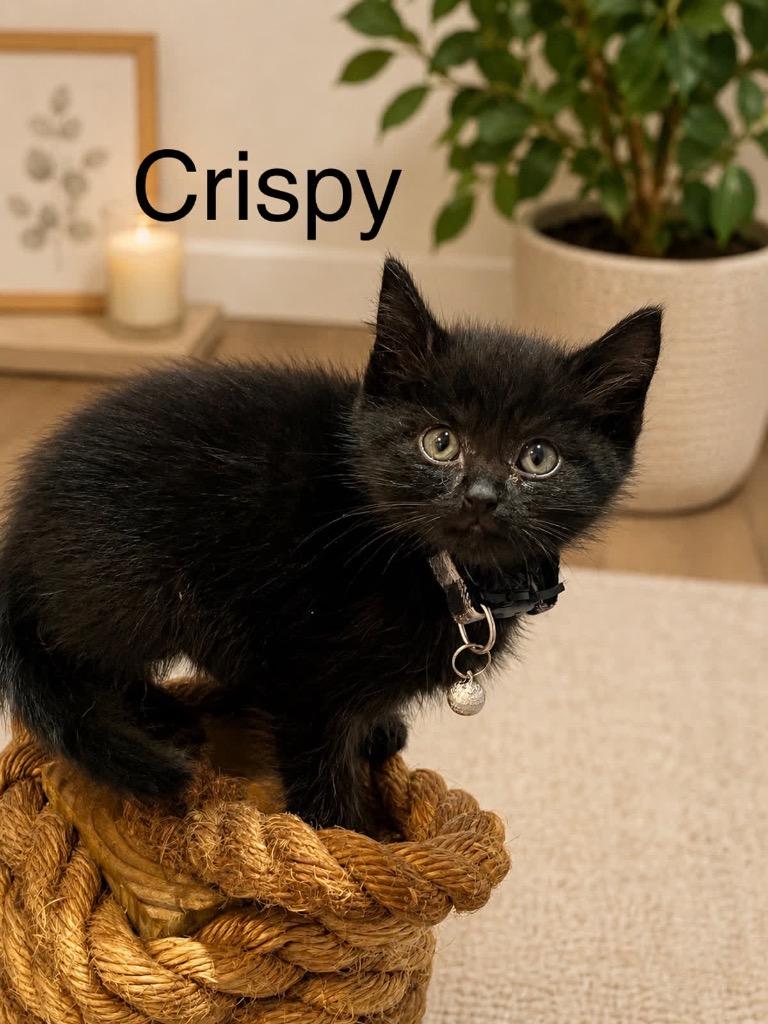 Crispy, Adoptable, Kitten Male Domestic Short Hair.