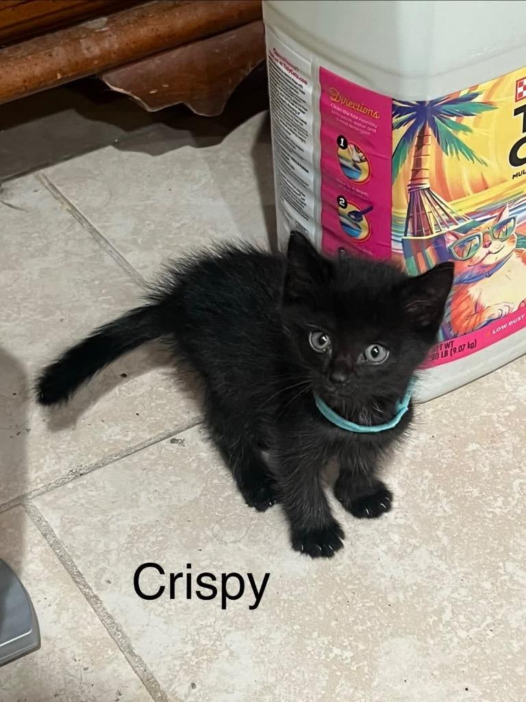 Crispy, a Adoptable mixed breed in Johnson City, TN image 2/4