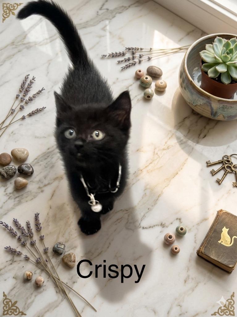 Crispy, a Adoptable mixed breed in Johnson City, TN image 3/4