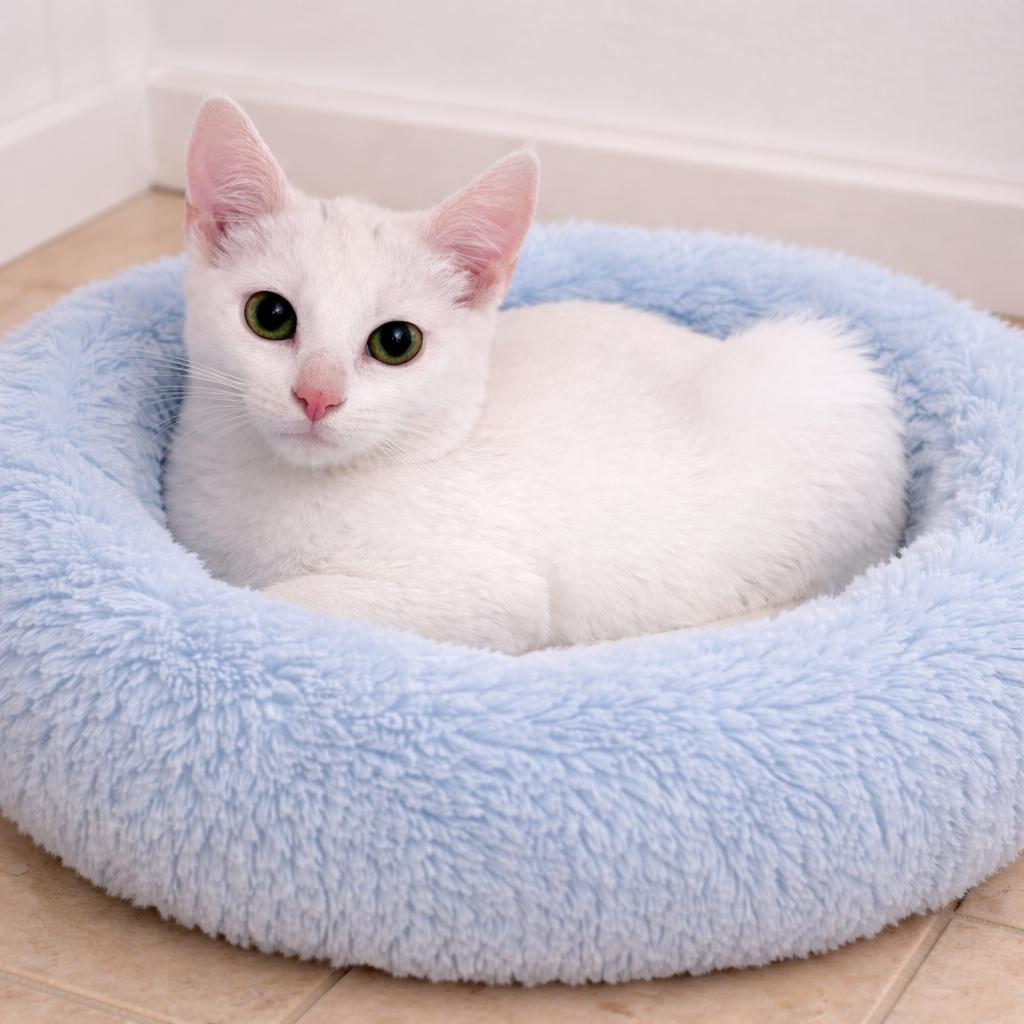 Enlarge Poundcake — Curious, Cuddly, and Completely Adorable, an adopted mixed breed in Hillsboro, TX image 1/6