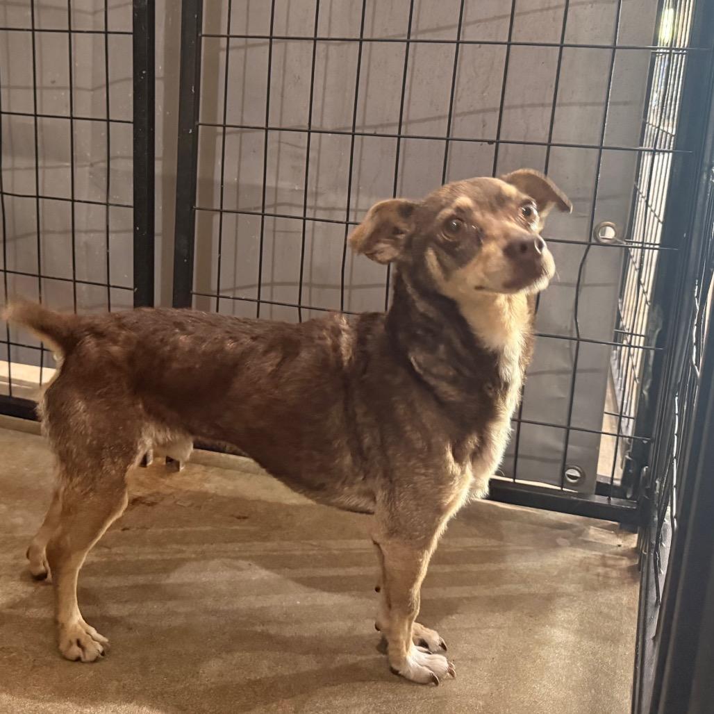 Bailey, Adoptable, Adult Male Chihuahua.