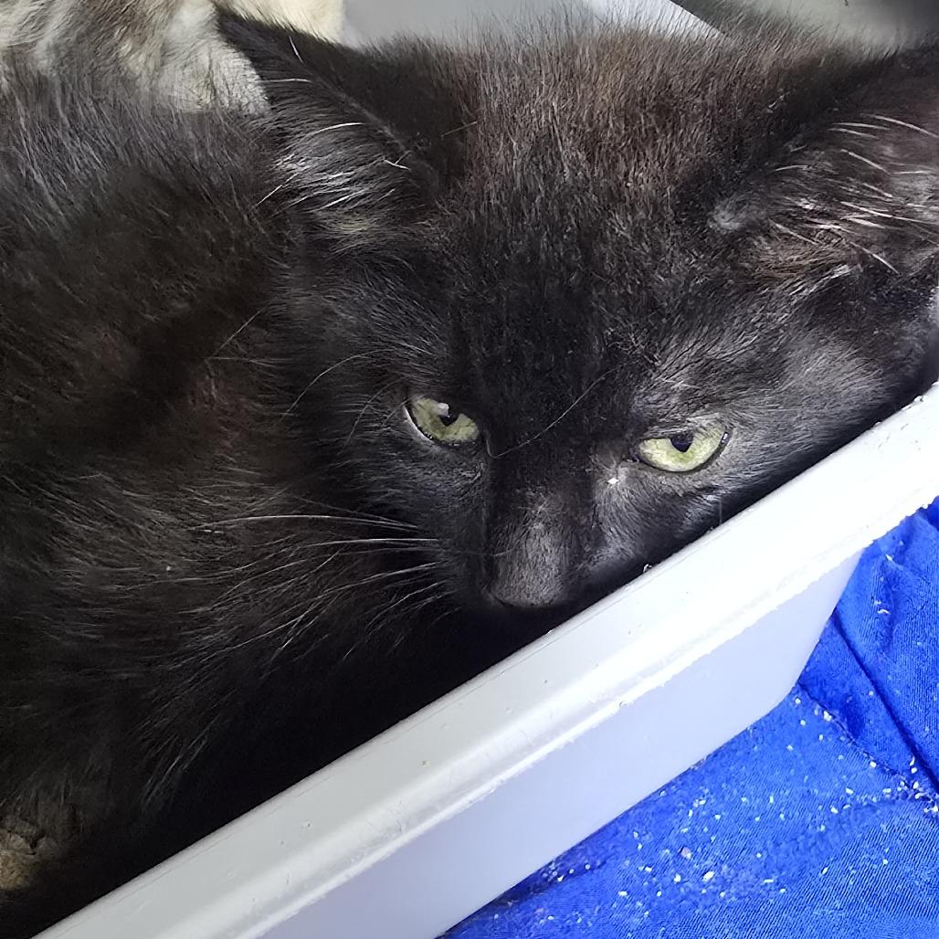 Enlarge Oscar 26-0501, a Adoptable Domestic Short Hair in Yanceyville, NC image 1/1