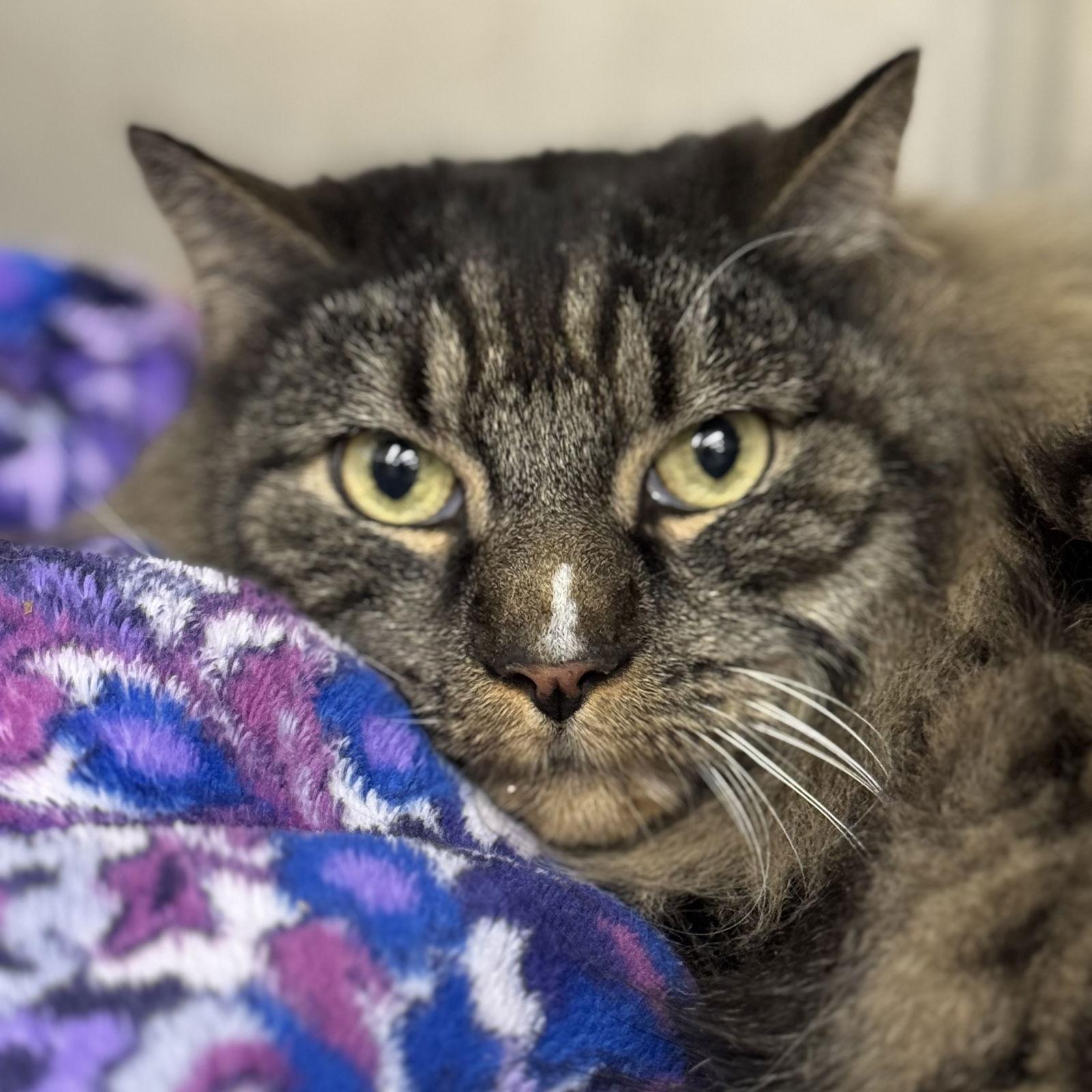 Enlarge Milo, a Adoptable Domestic Long Hair in Winchendon, MA image 1/3