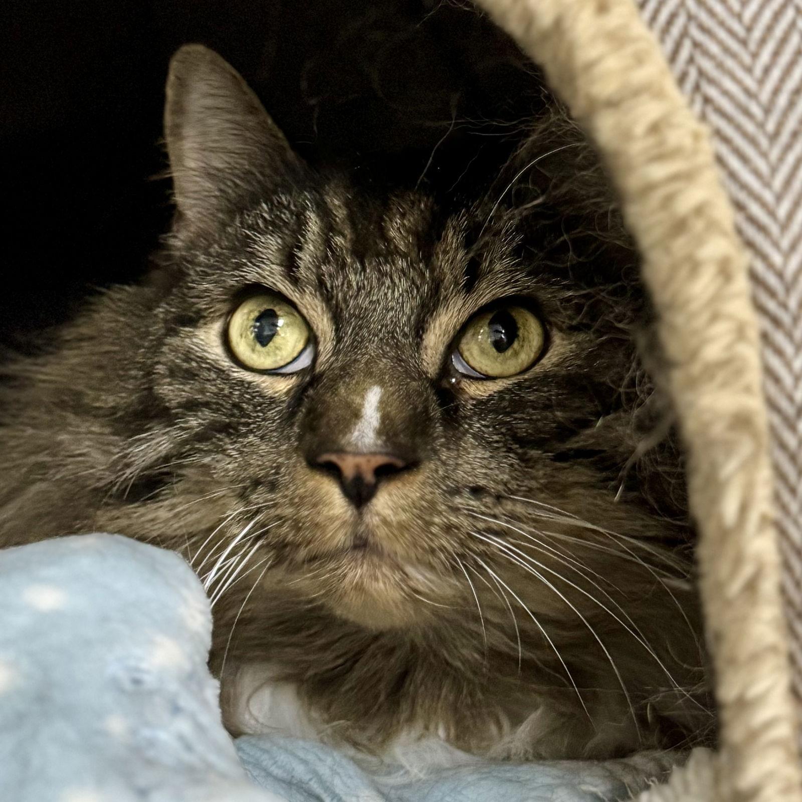 Enlarge Milo, a Adoptable Domestic Long Hair in Winchendon, MA image 2/3