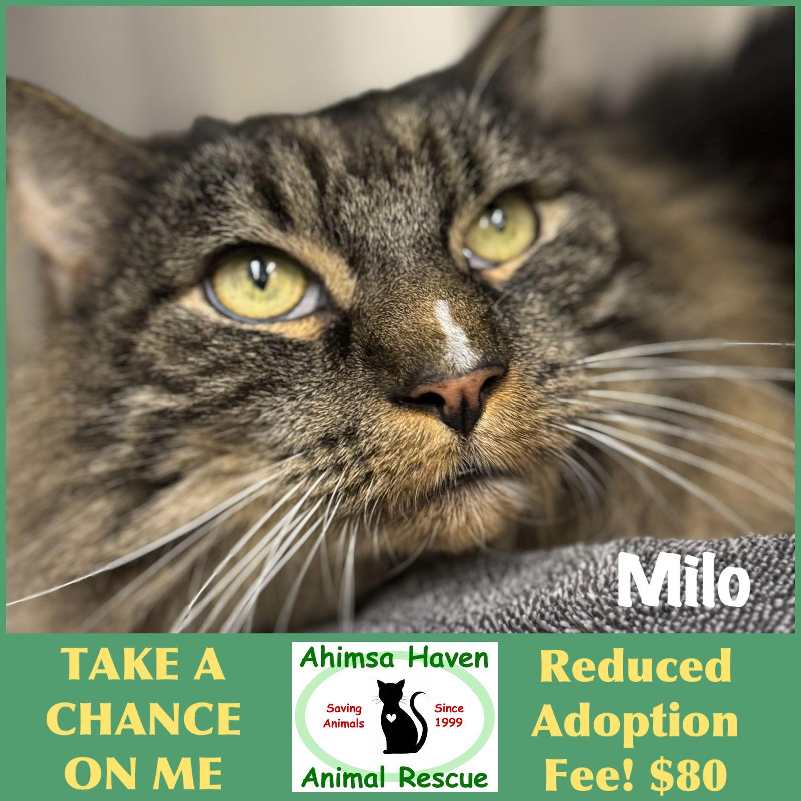 Enlarge Milo, a Adoptable Domestic Long Hair in Winchendon, MA image 3/3