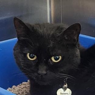 Blackberry, Adoptable, Adult Female Domestic Short Hair.