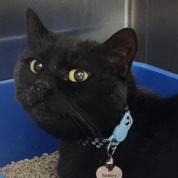 Enlarge Blackberry, a Adoptable Domestic Short Hair in Tacoma, WA image 2/2